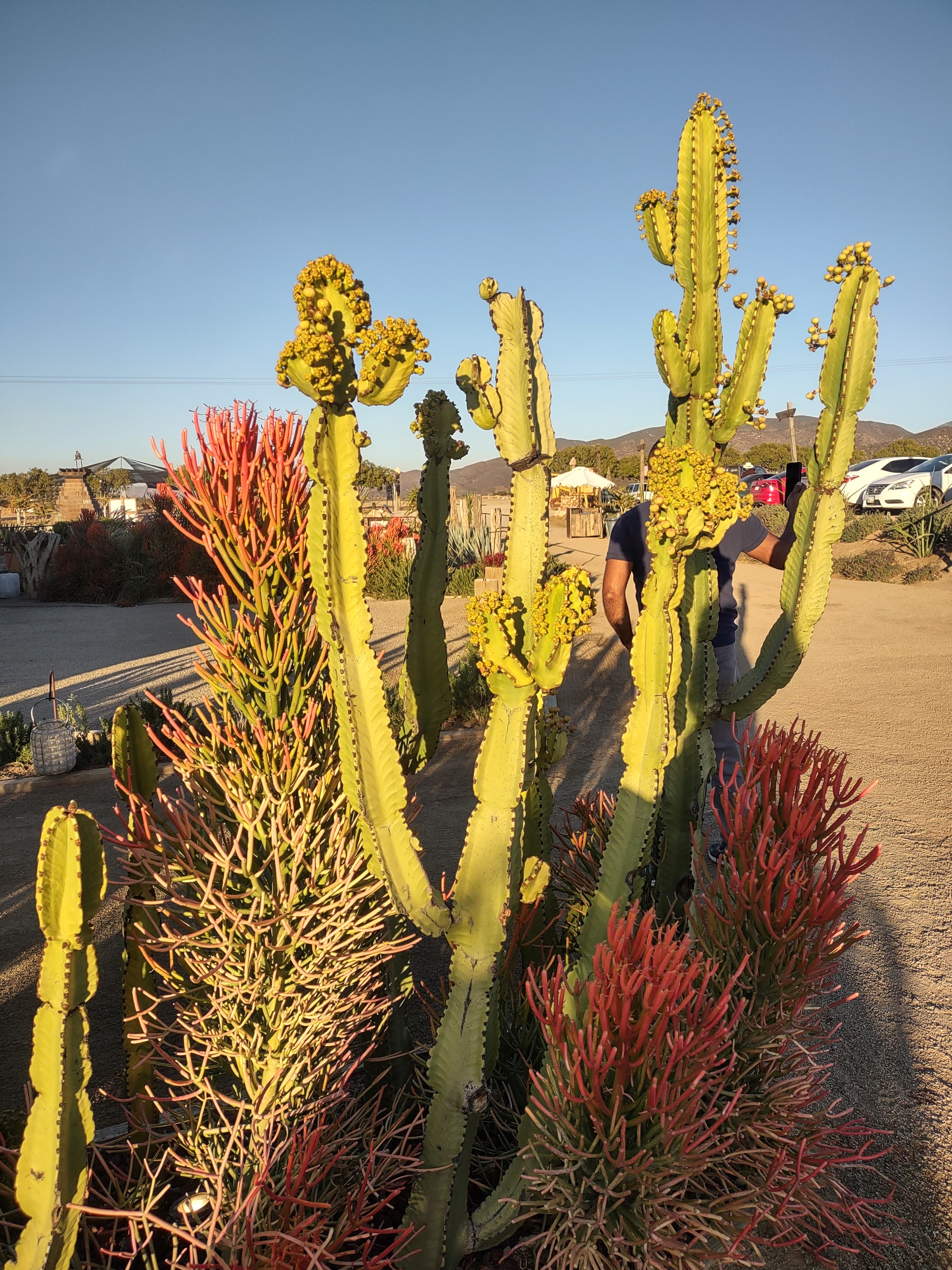 La Justina Valle image 10