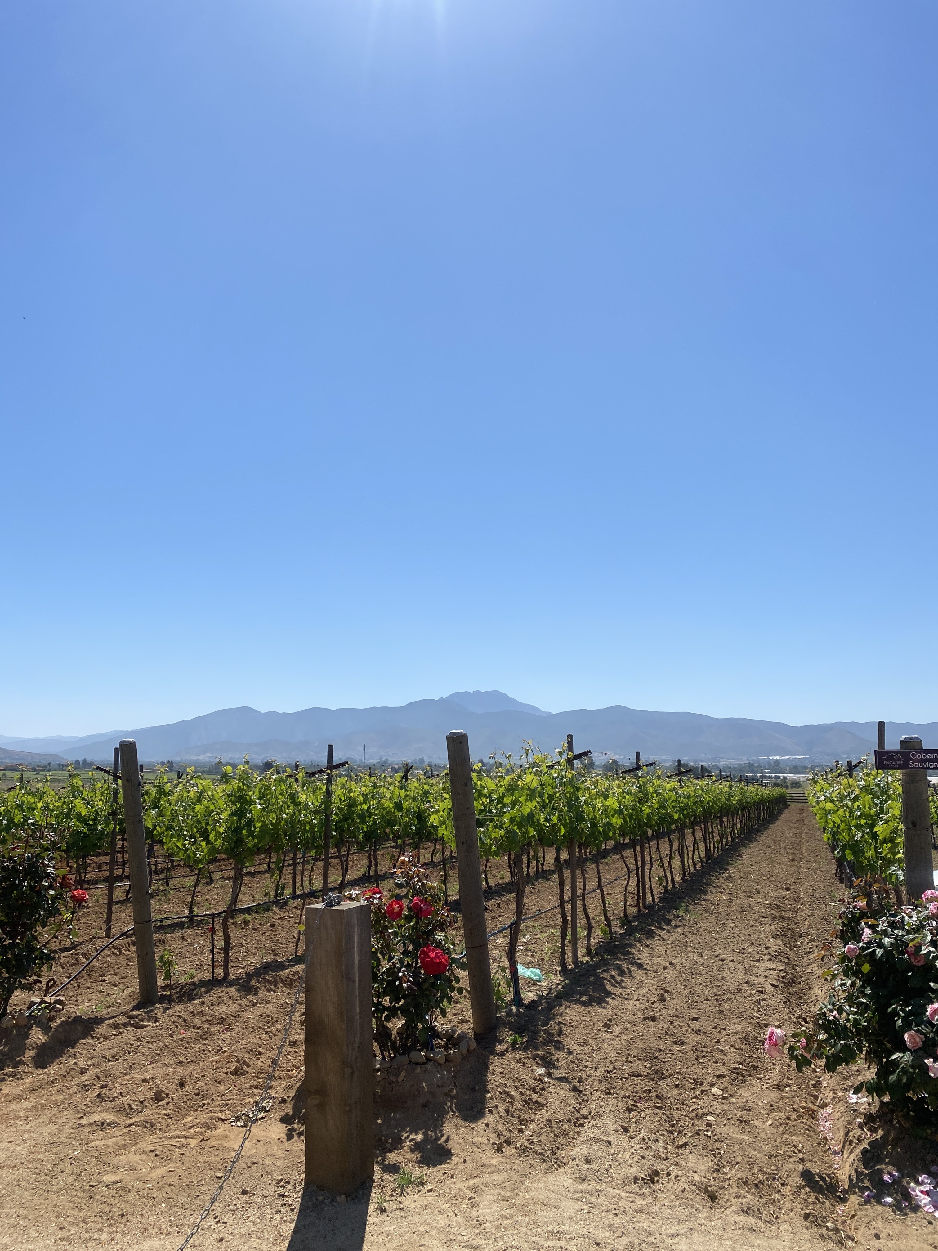 Matilde del valle image 3