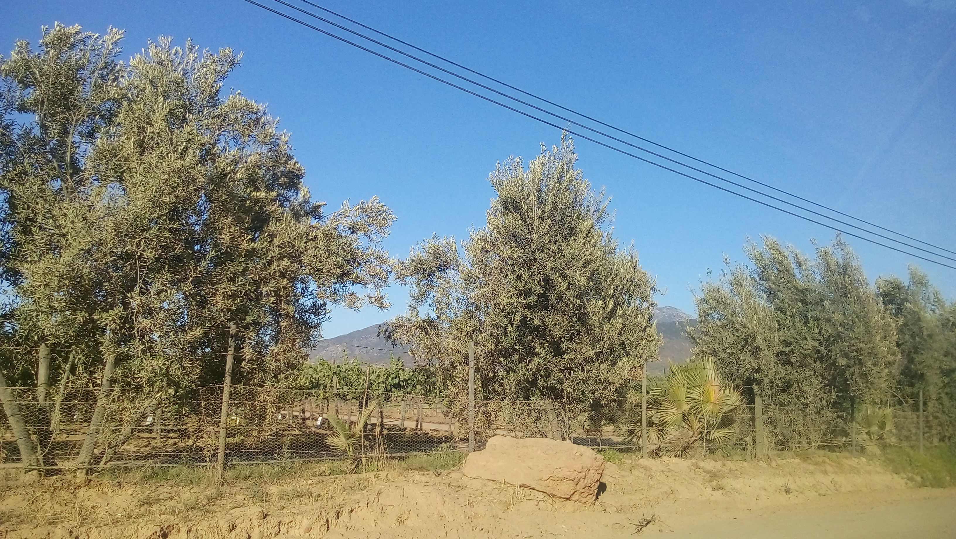 Taqueria El Rancherito image 5