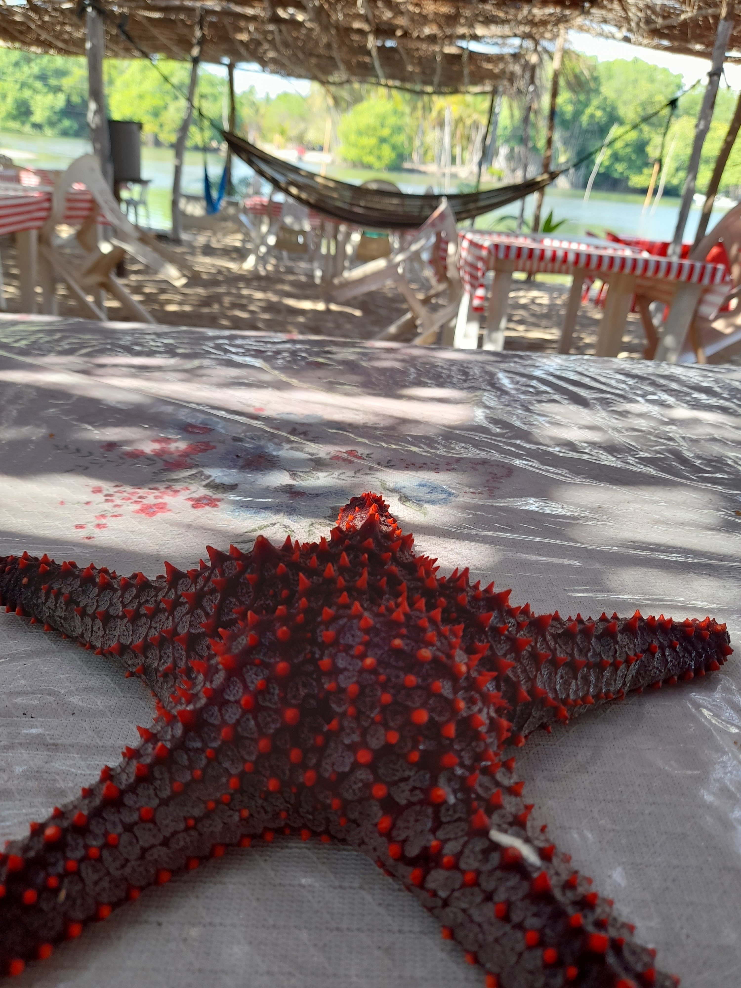 Palapa "Juanita" image 3