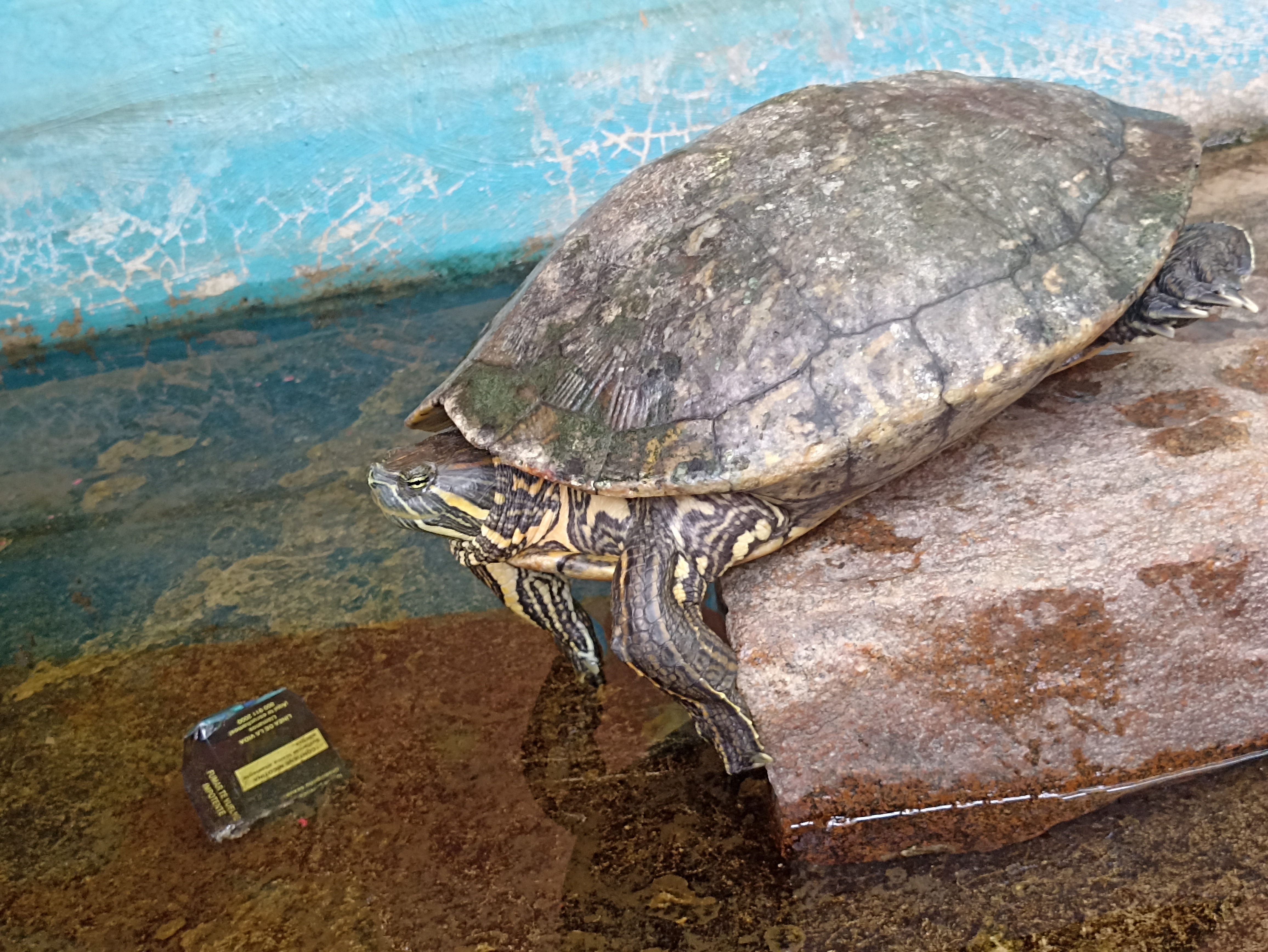 Arribadero de las tortugas image 7