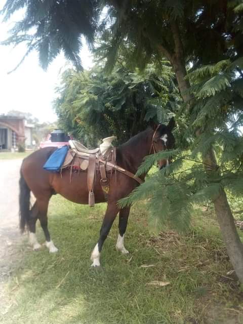 El sabor de campo & el rancho en tu mesa. image 2