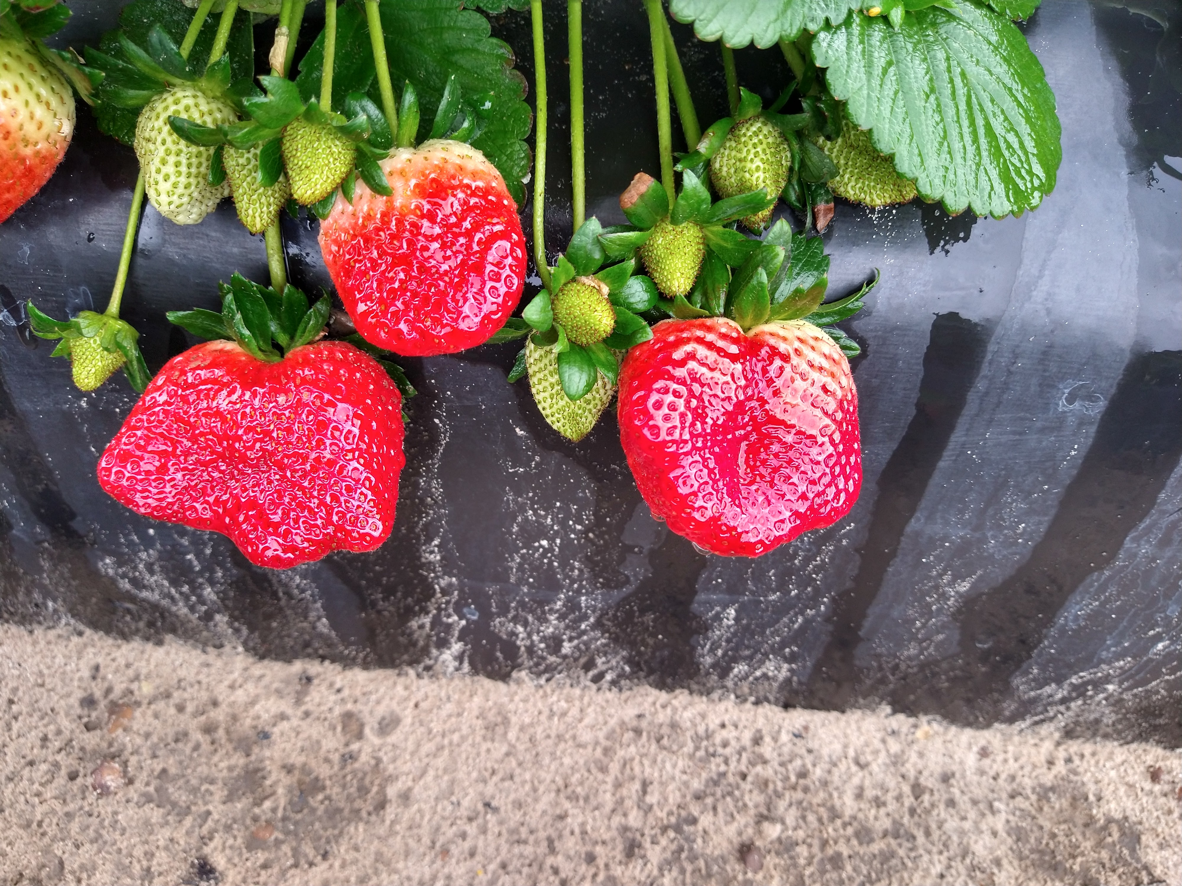 Los postes ll image 2