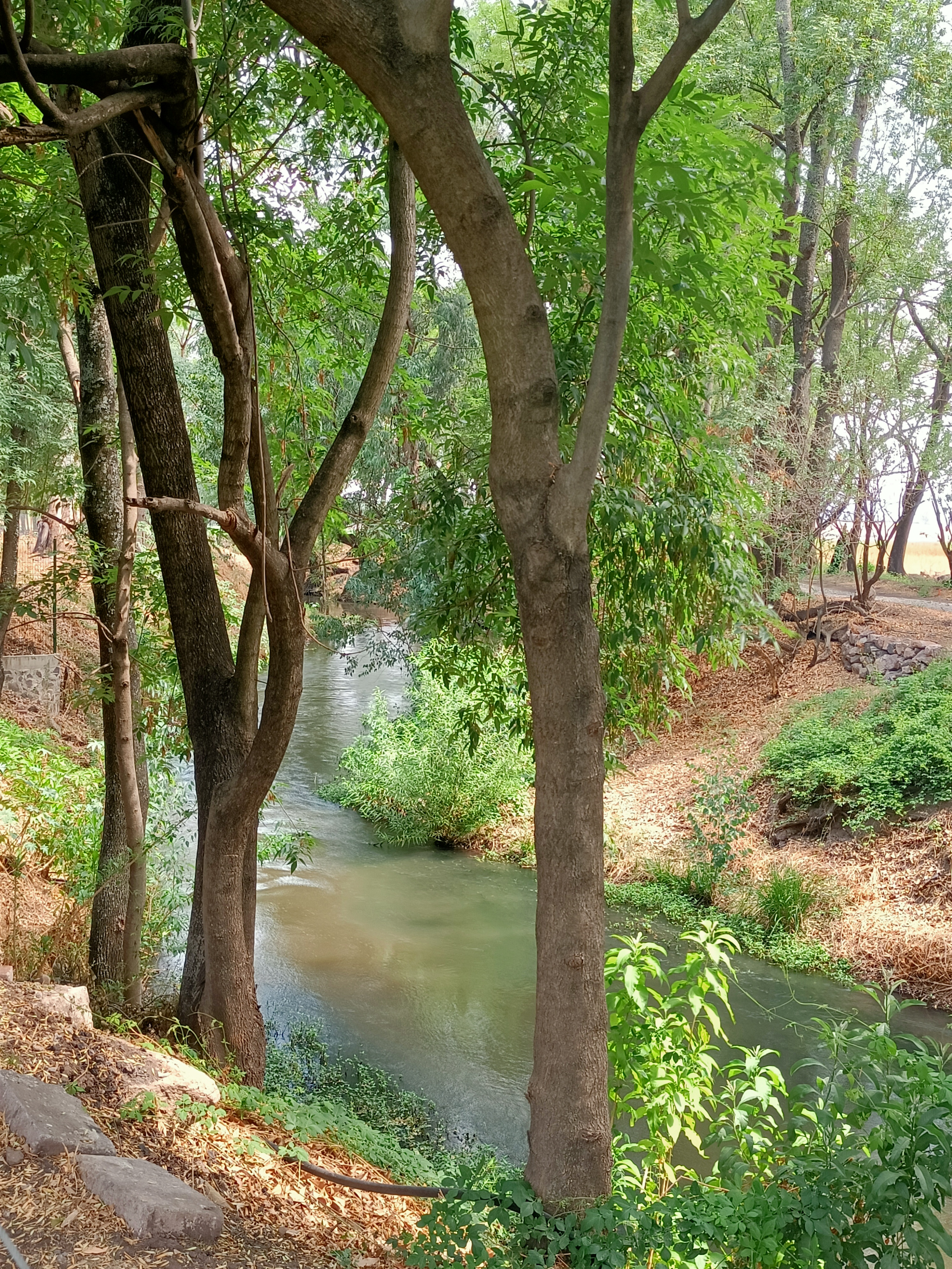 Las Golondrinas de Jalpa image 7