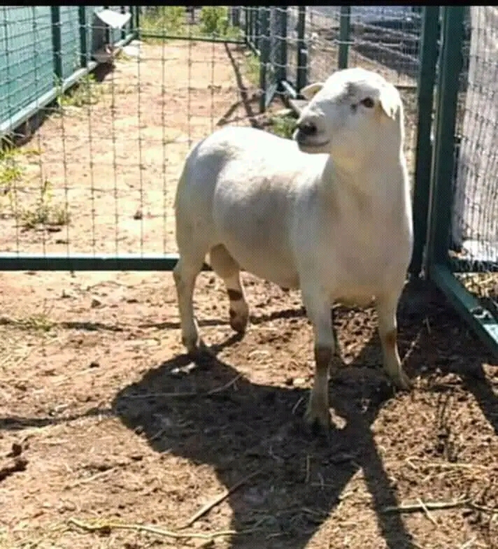 Barbacoa Santiago estilo Hidalgo image 2