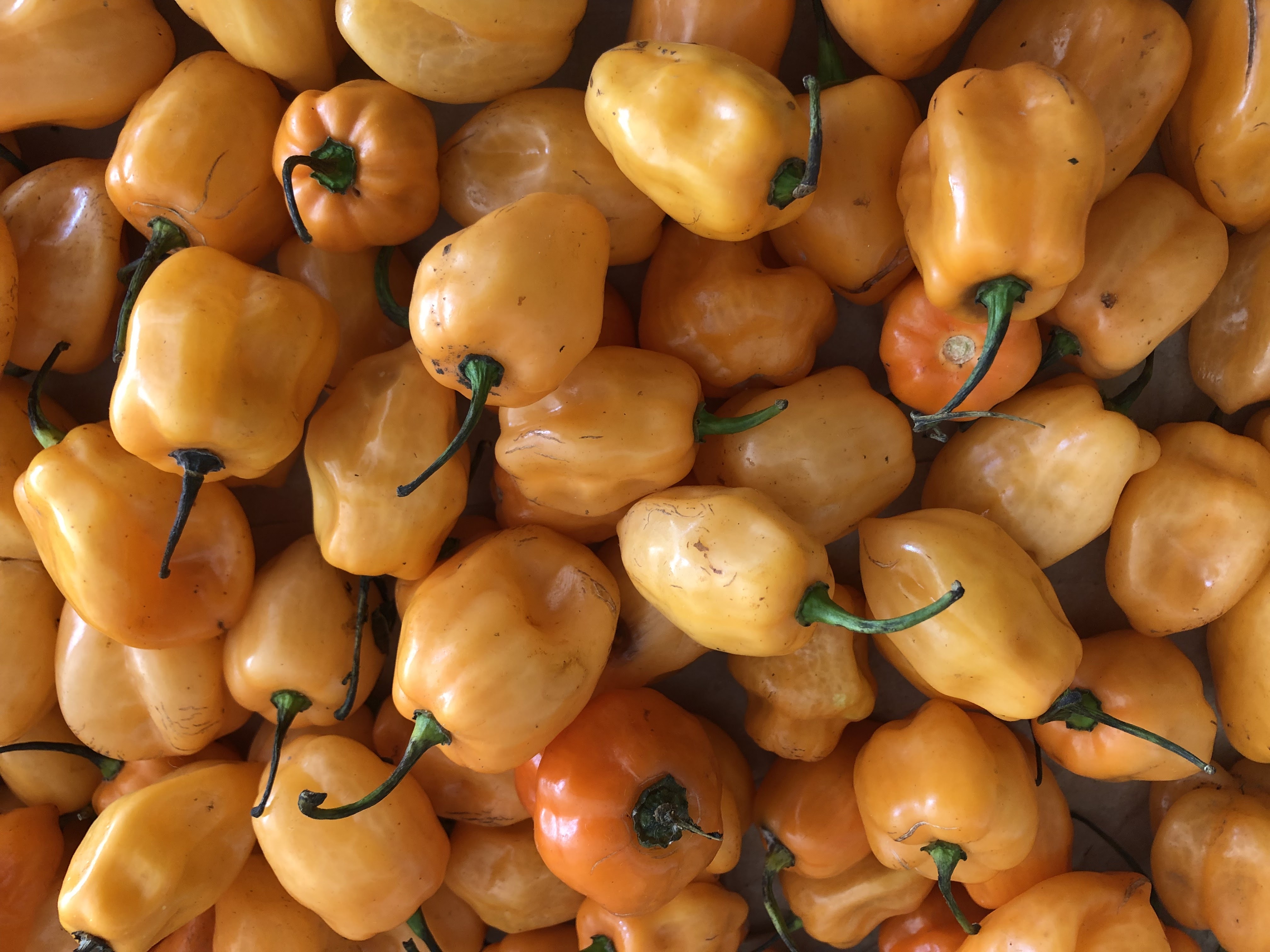 El Tuch. Cocina Yucateca image 8