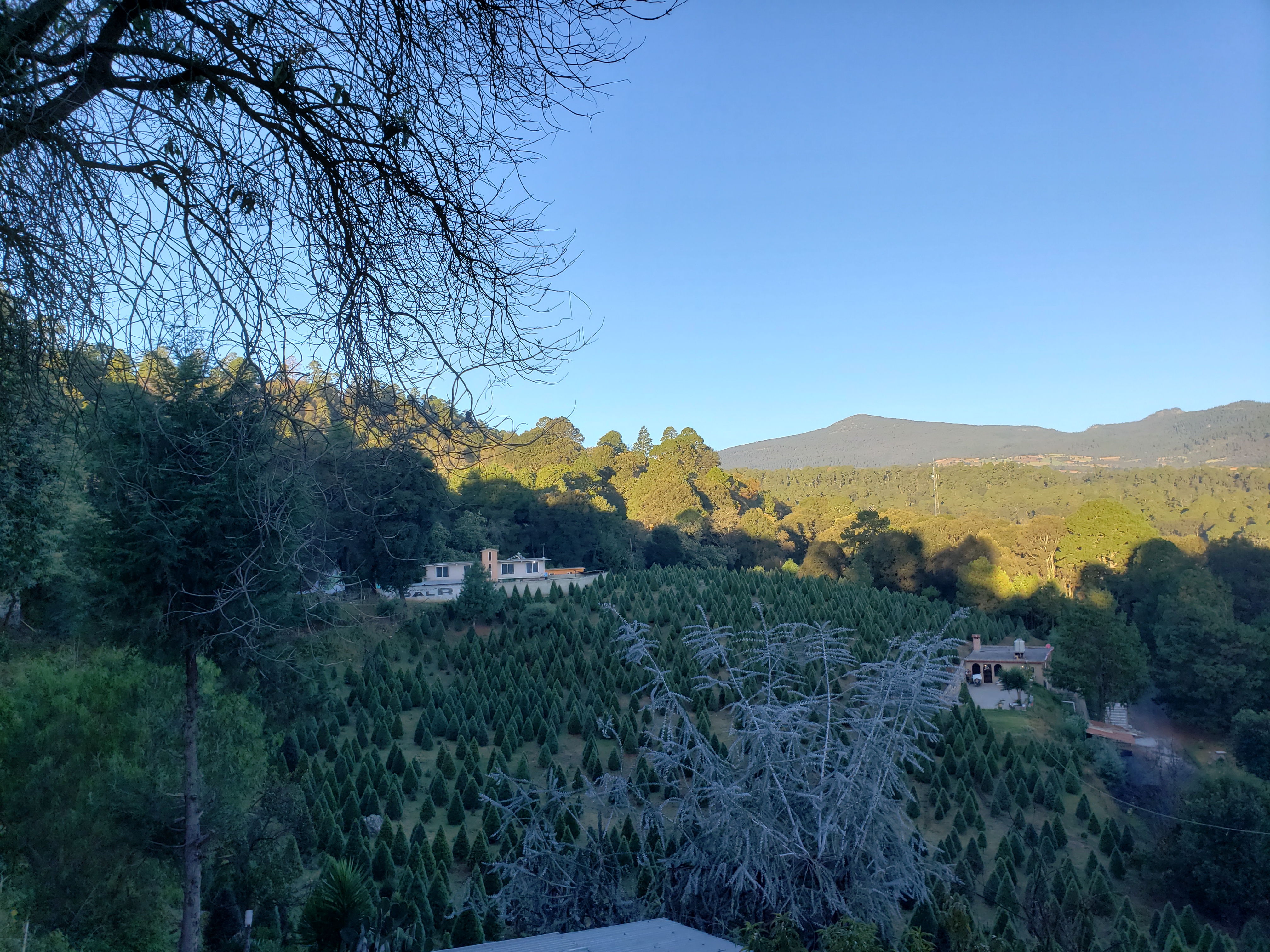 Barbacoa los pinos image 2