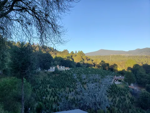 Barbacoa los pinos image 2