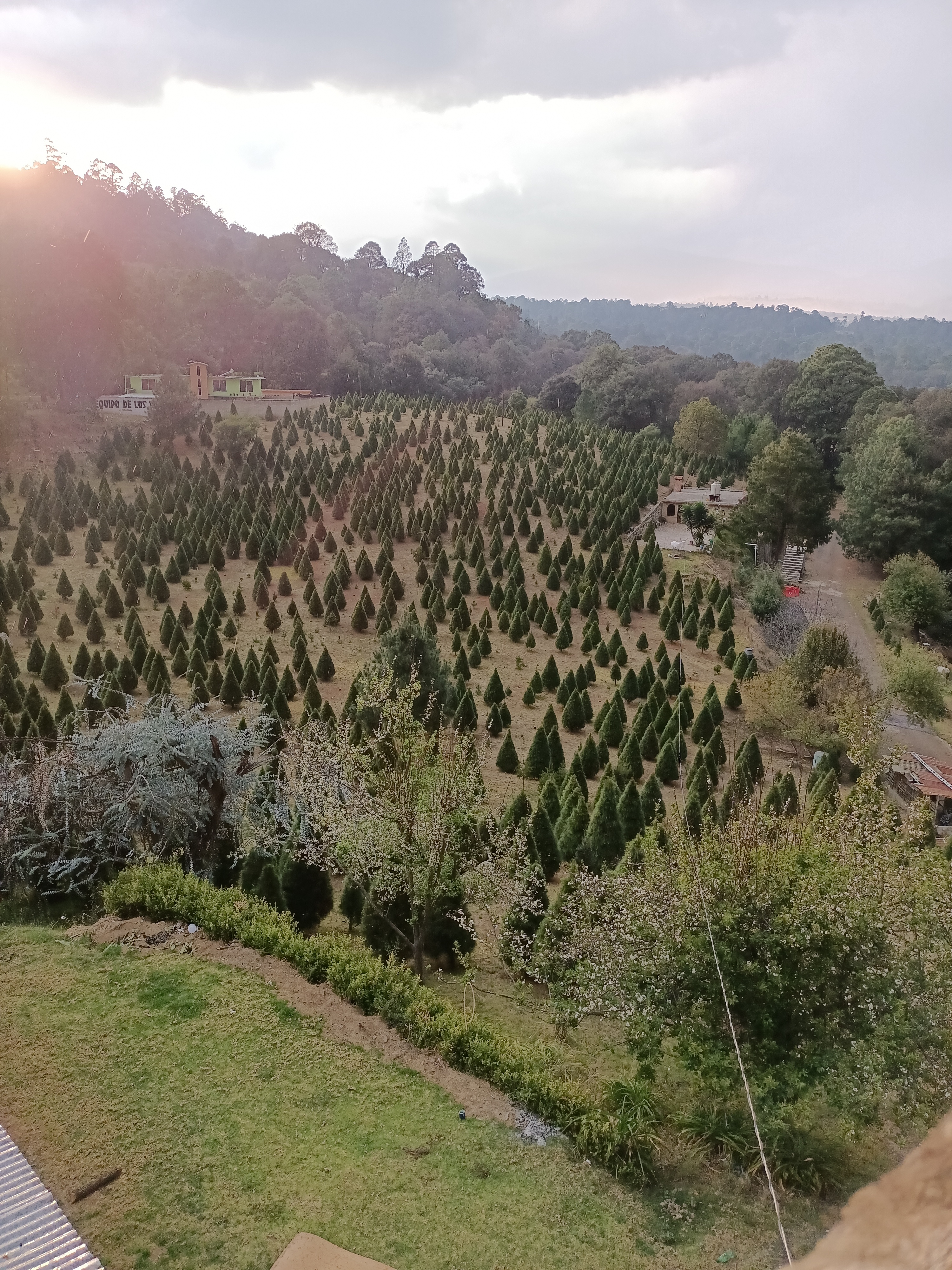 Barbacoa los pinos image 3