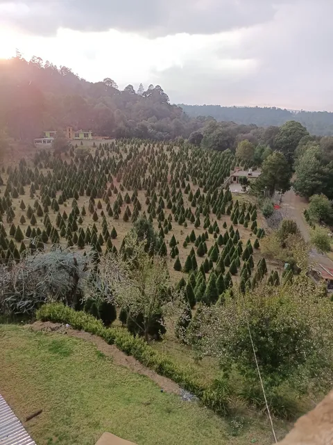 Barbacoa los pinos image 3