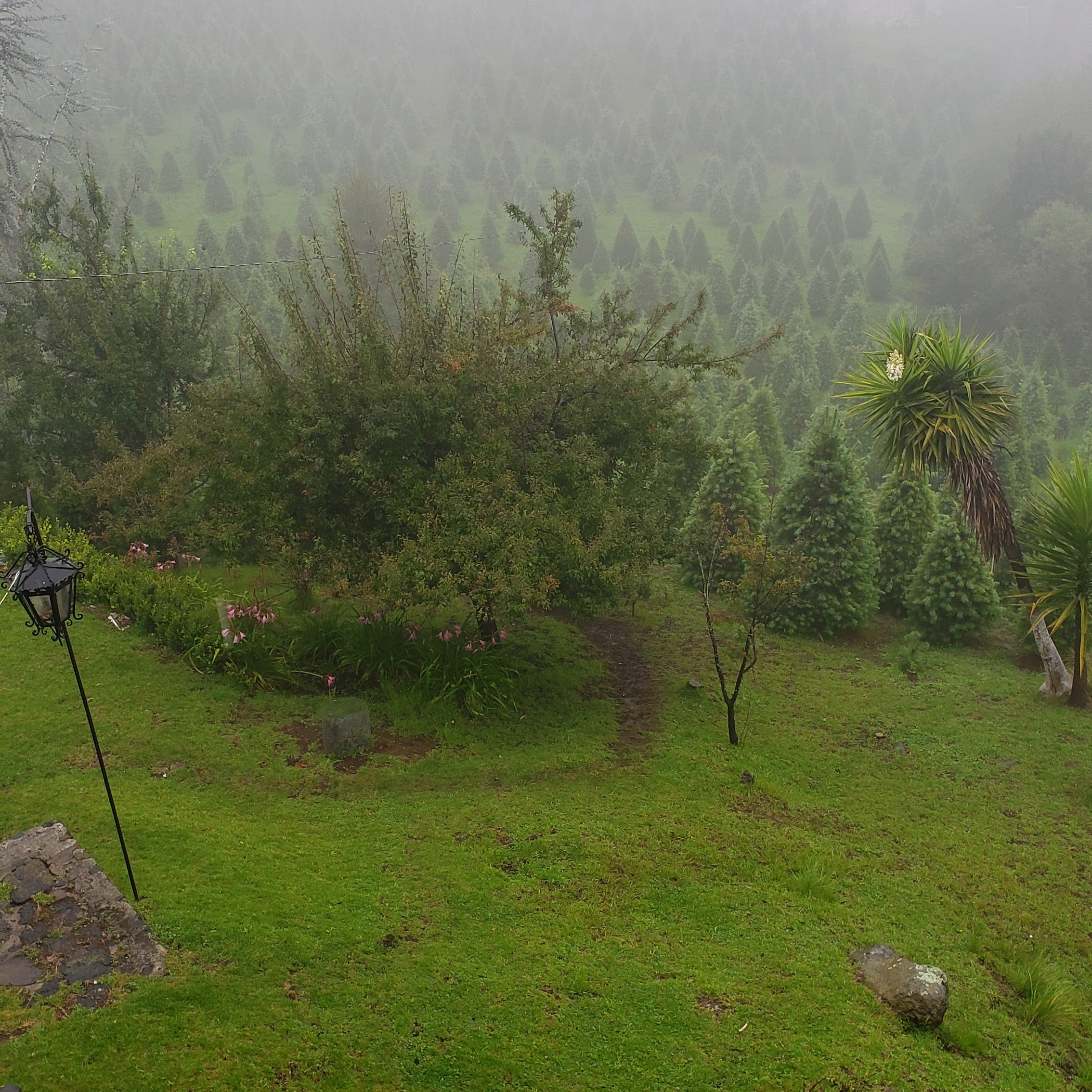 Barbacoa los pinos image 8