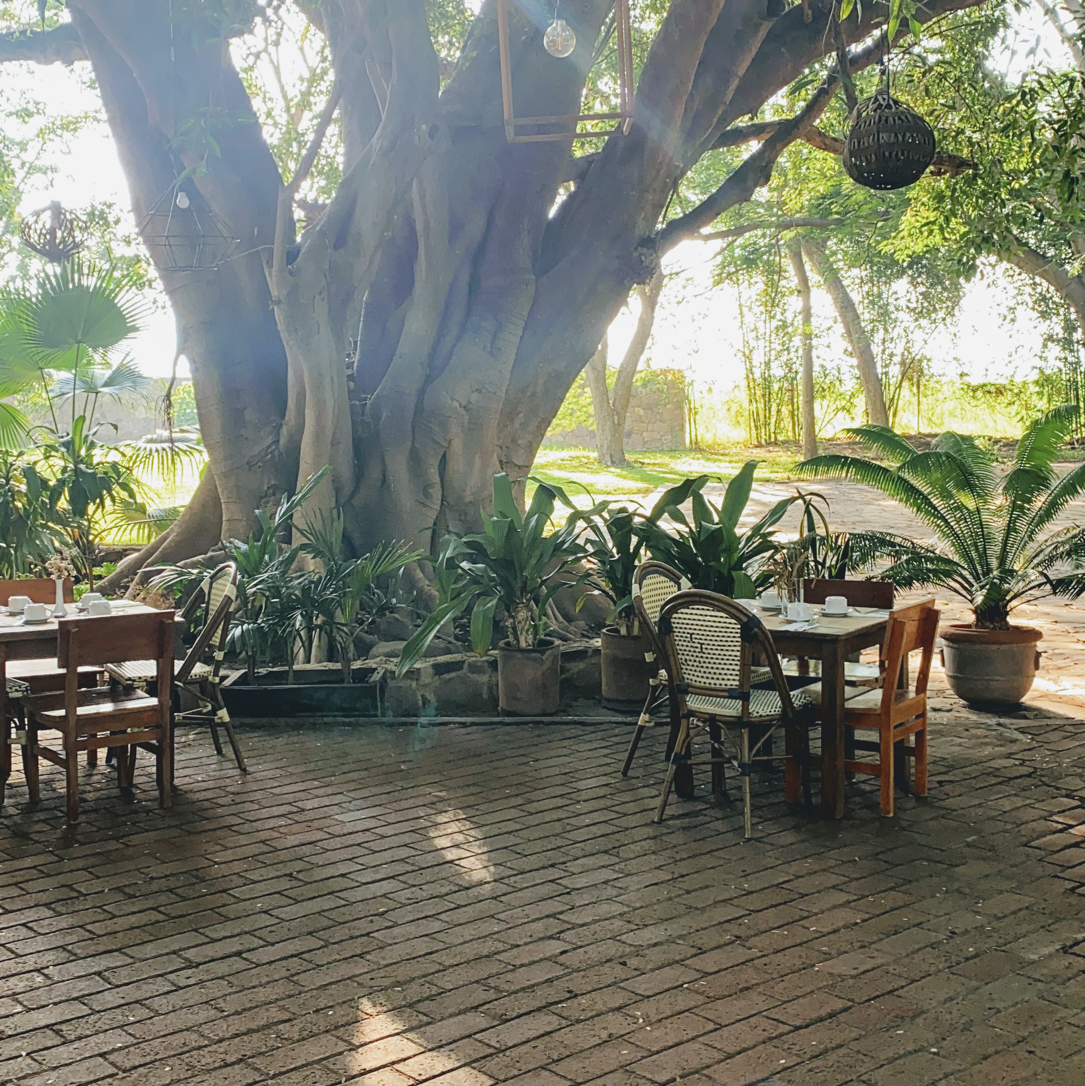 FLOR DE PITAYA image 10