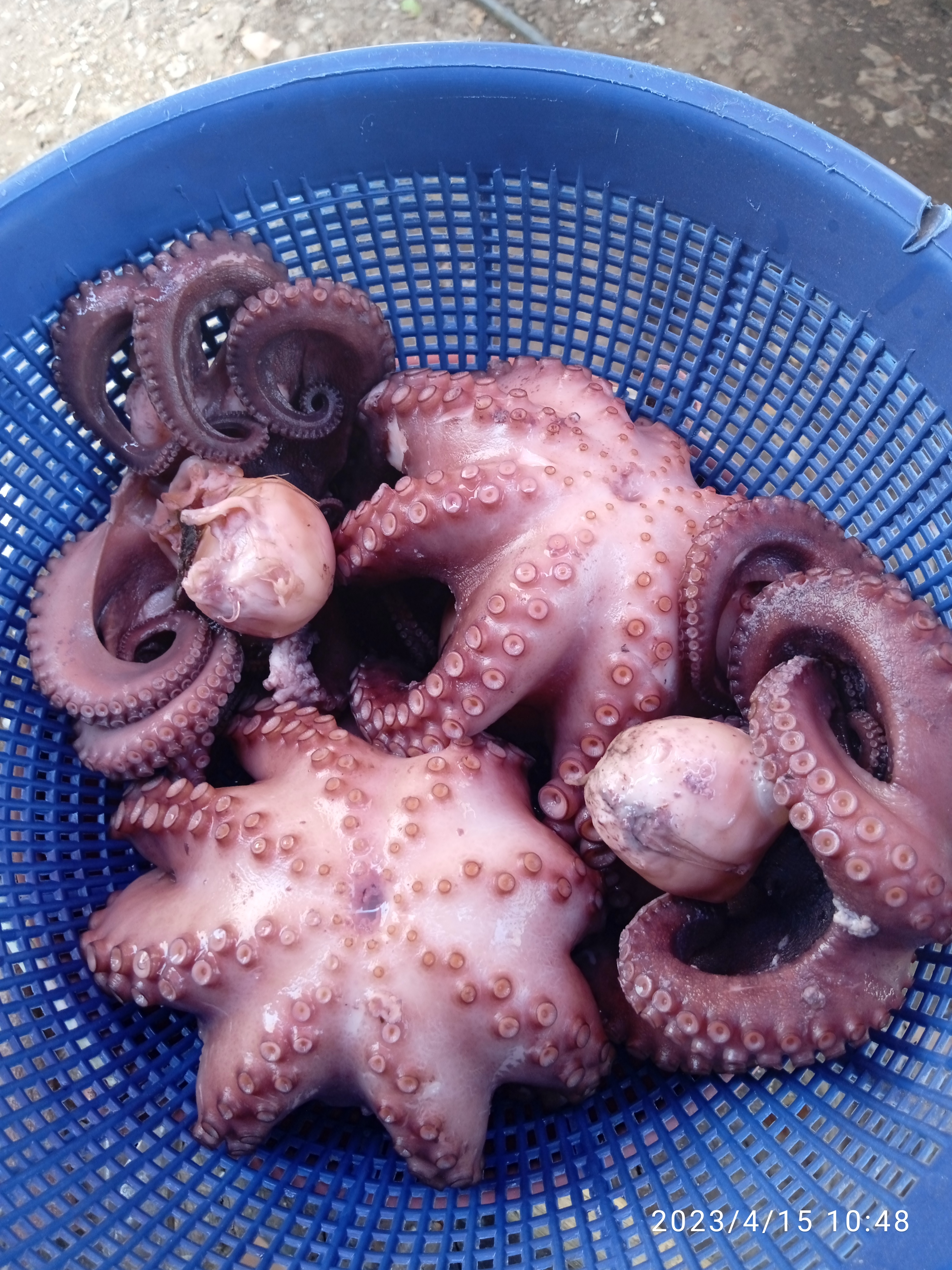 Marisqueria las jarochitas image 3