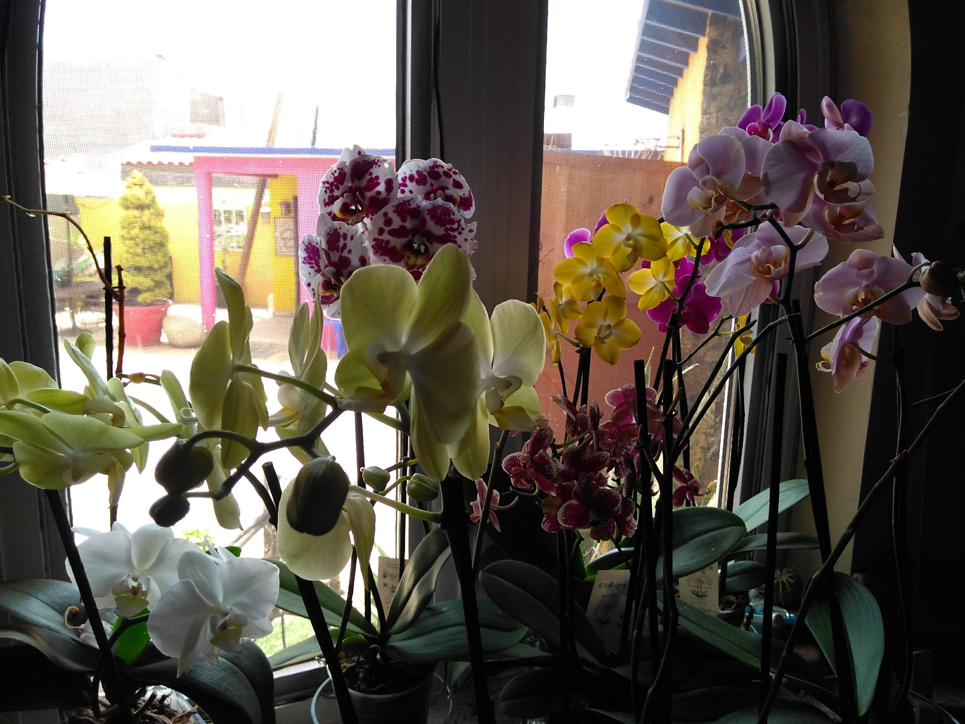 Prieto's Pizza image 4