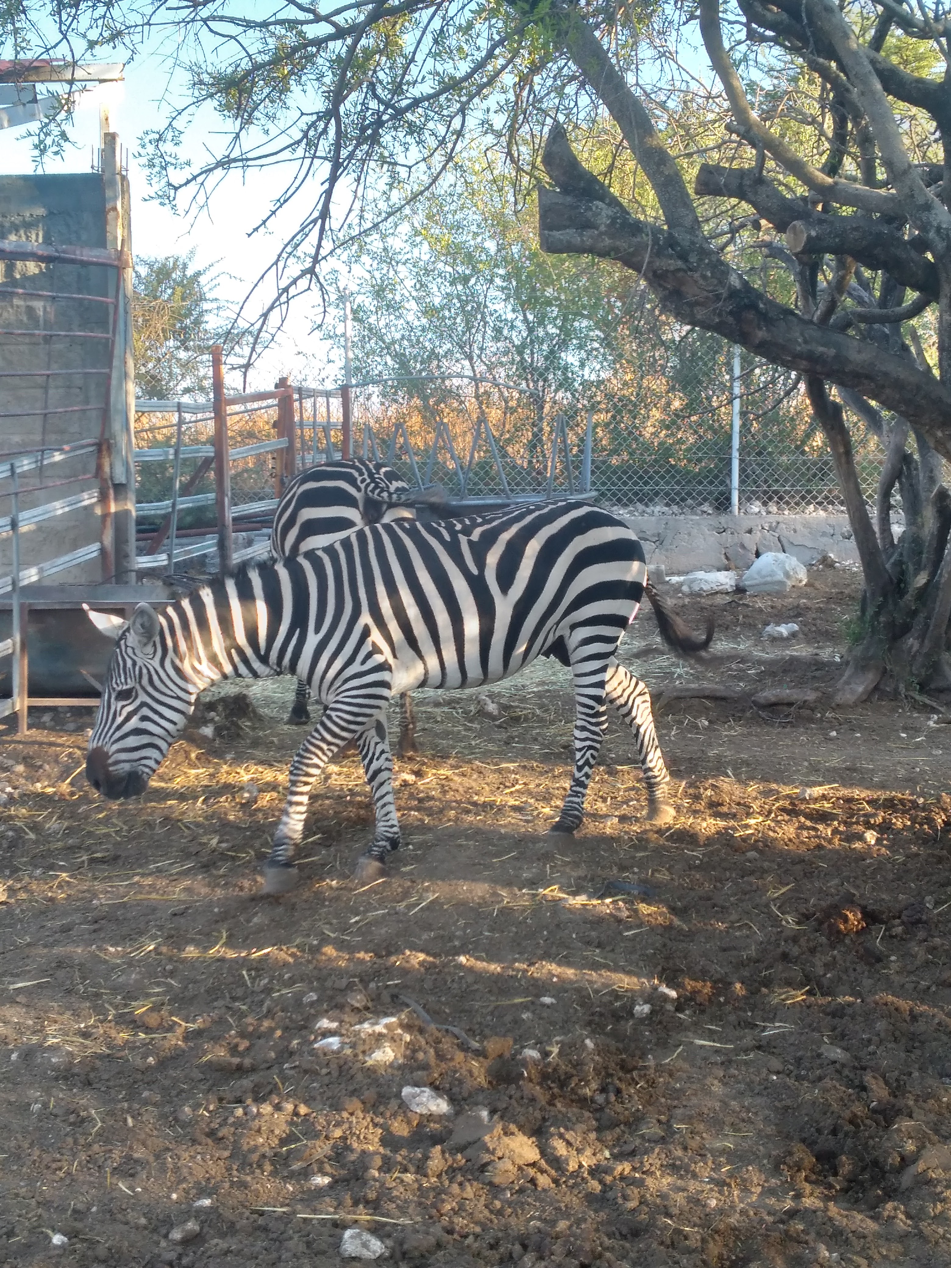 Bioparque La Cueva image 4