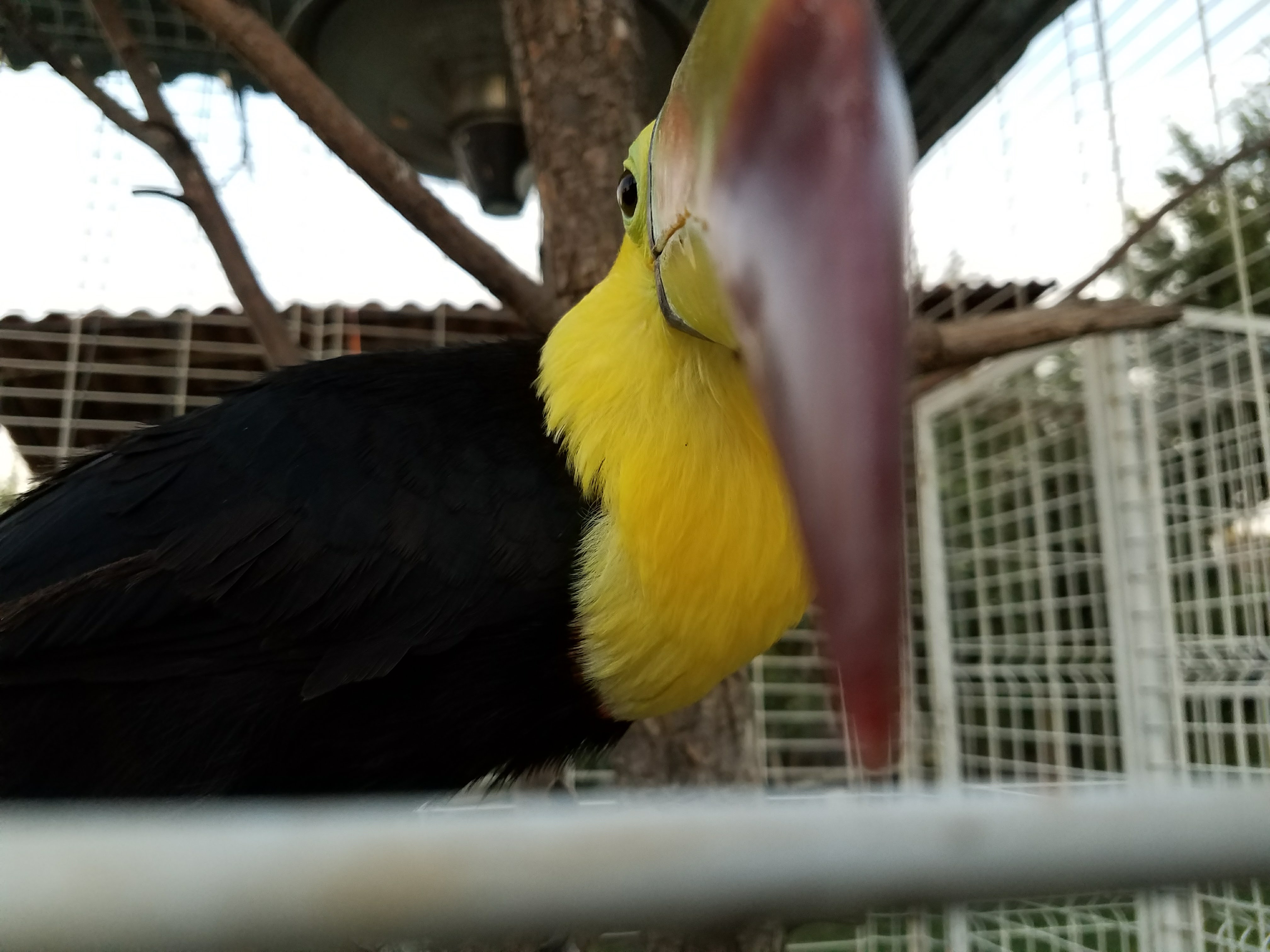 Bioparque La Cueva image 10
