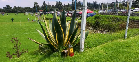 Contenedor ajusco image 3