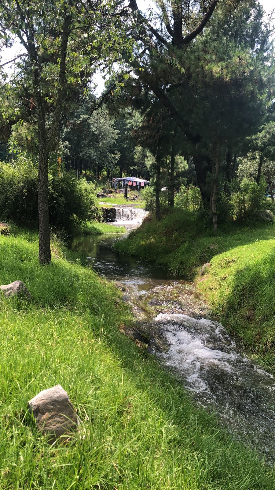 Trementineros image 6