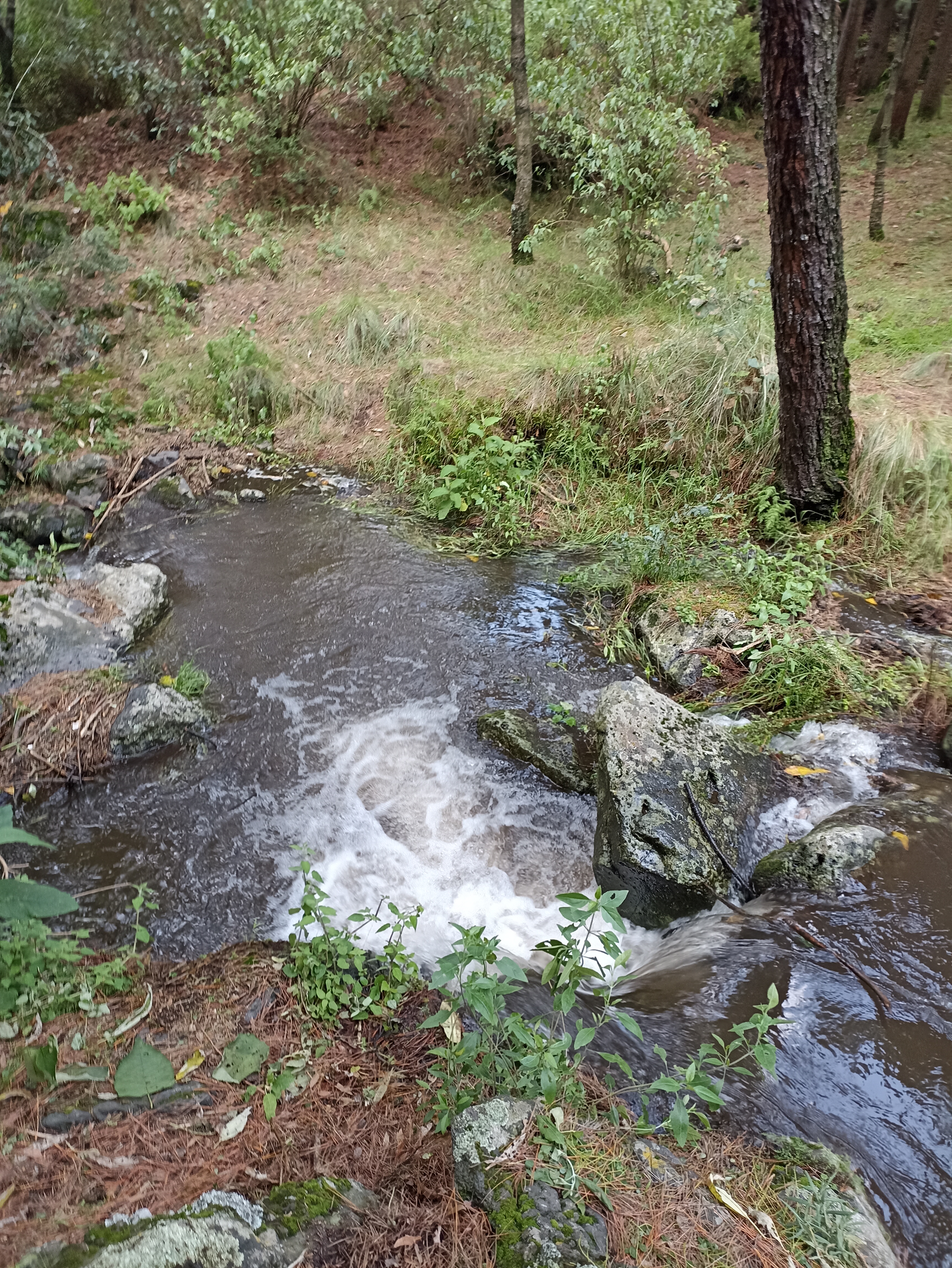 Trementineros image 10