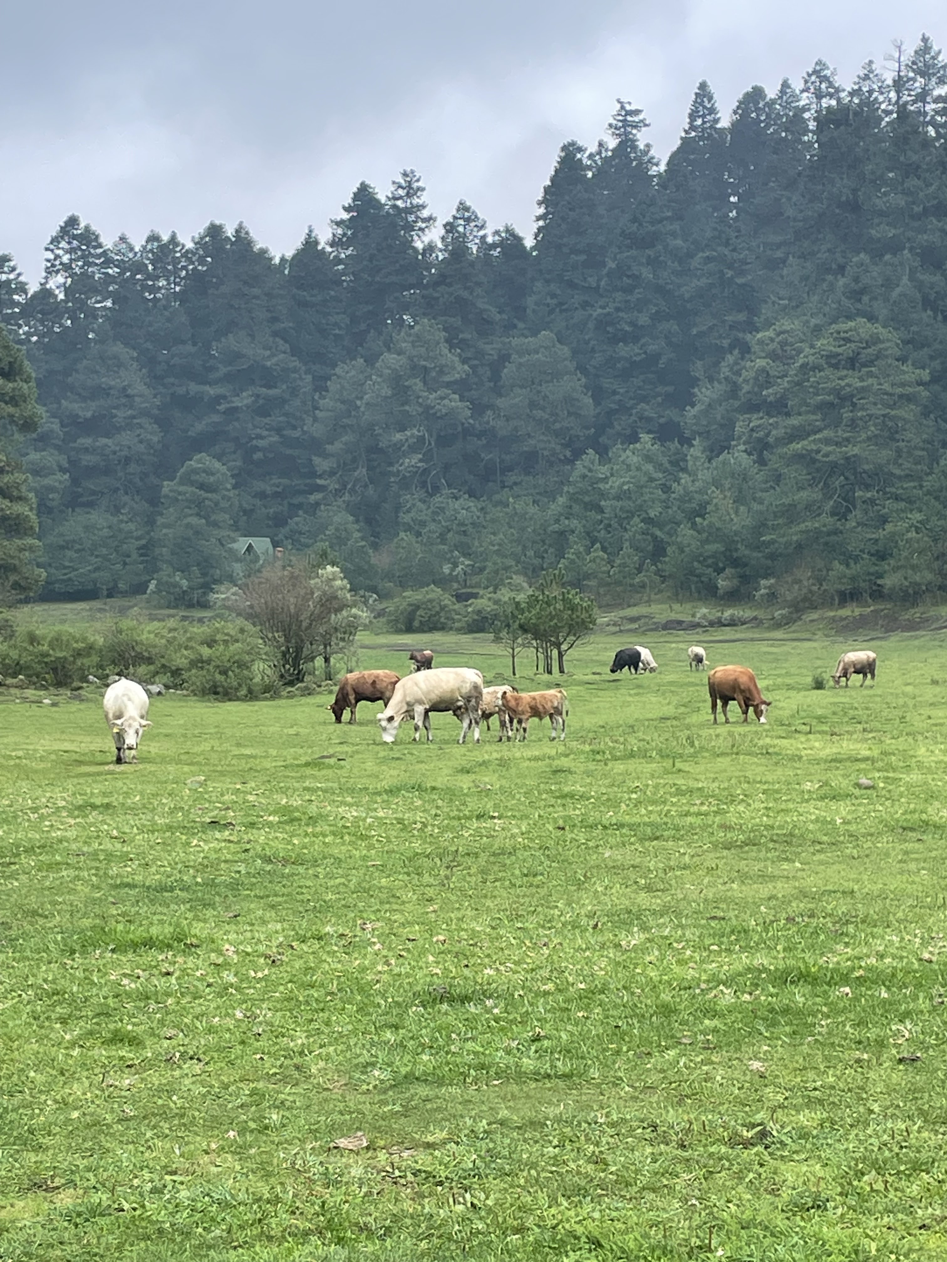 Rancho Los Gavilanes Ajusco image 4