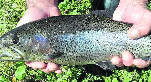 Criadero de Truchas image 2