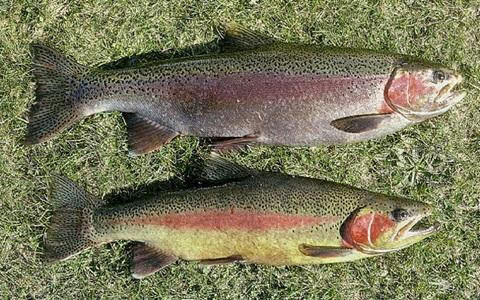 Criadero de Truchas image 4