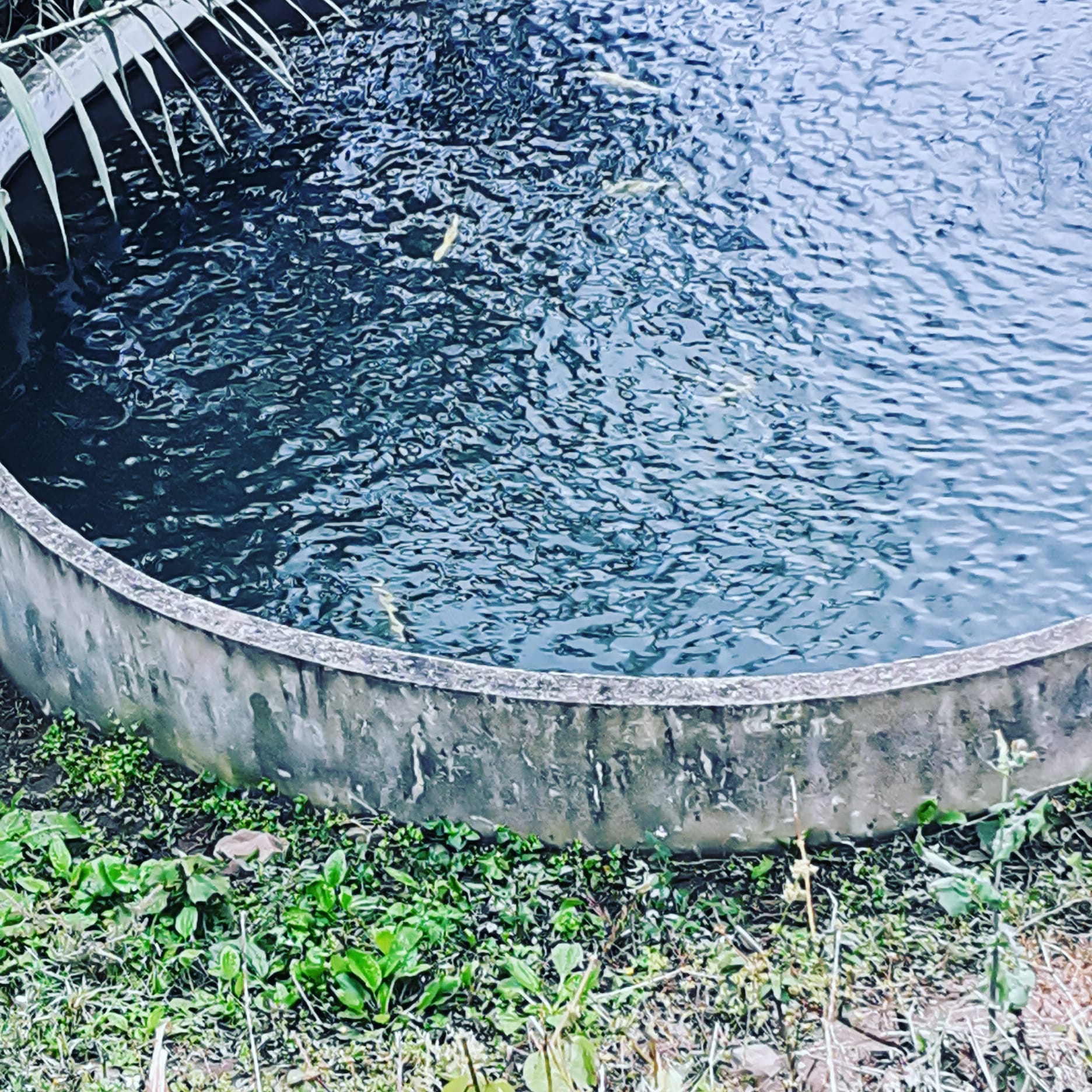 Criadero de Truchas image 6