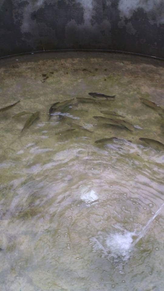 Criadero de Truchas image 8