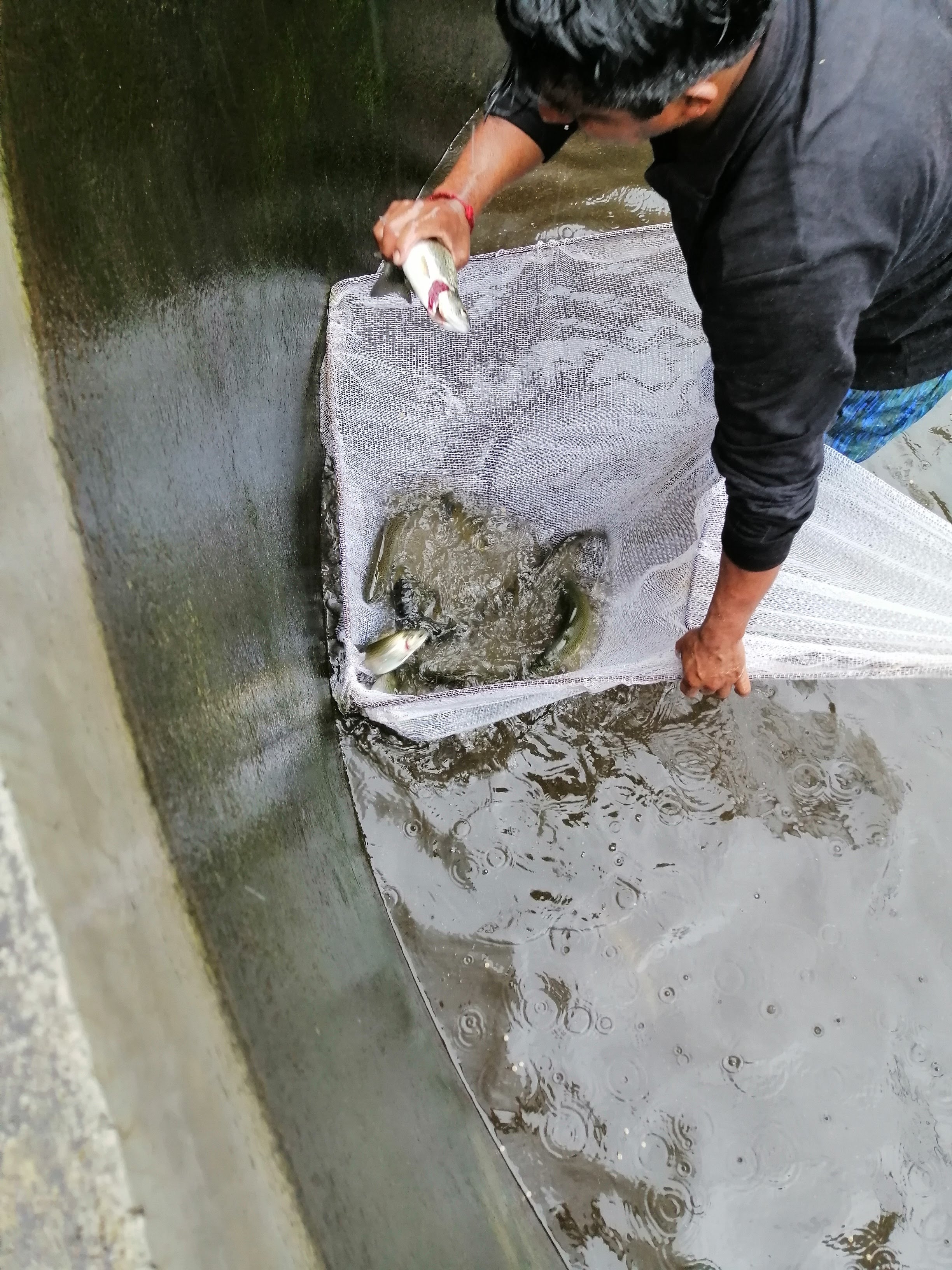 Criadero de Truchas image 9