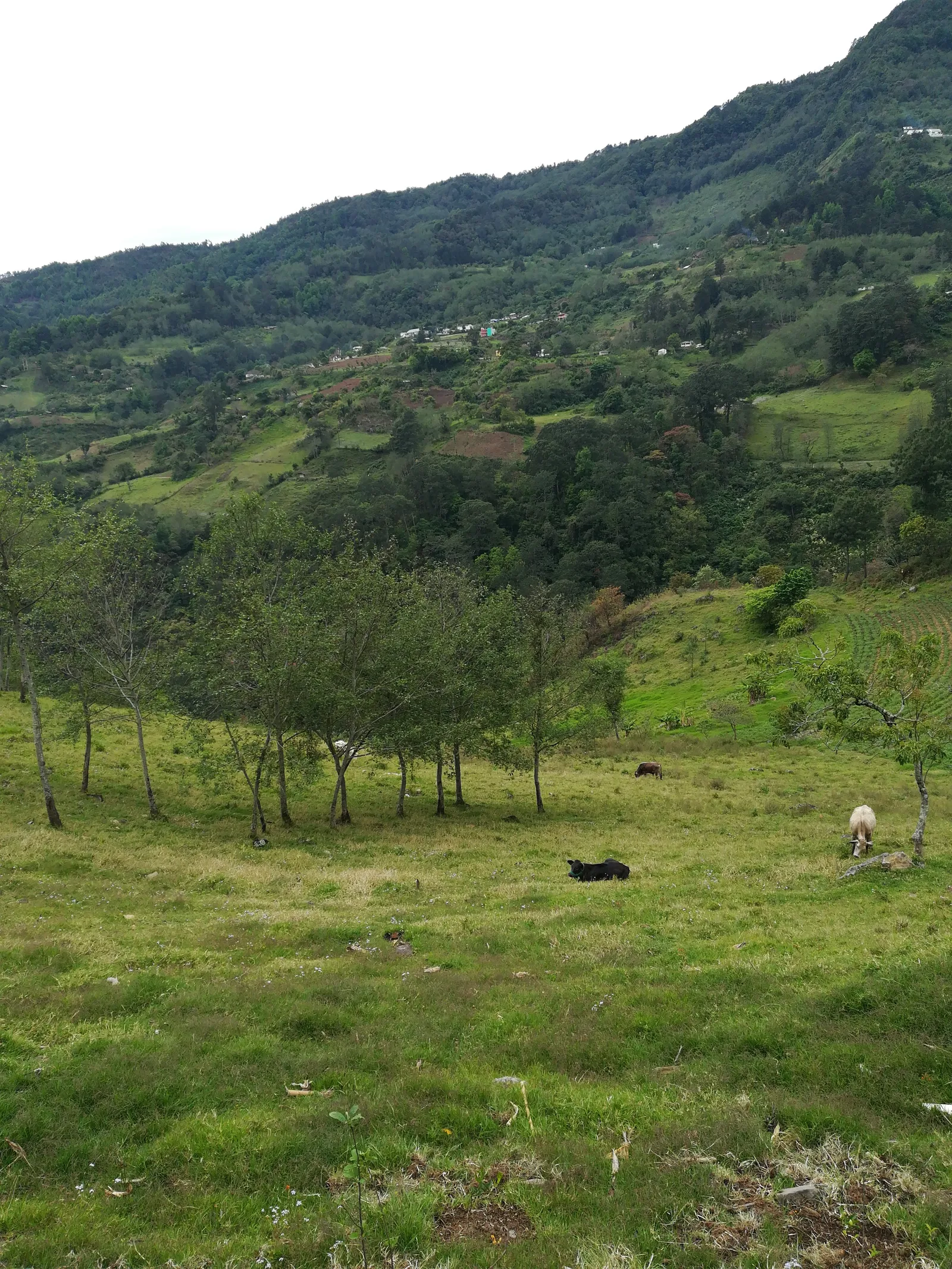 Criadero de Truchas image 10