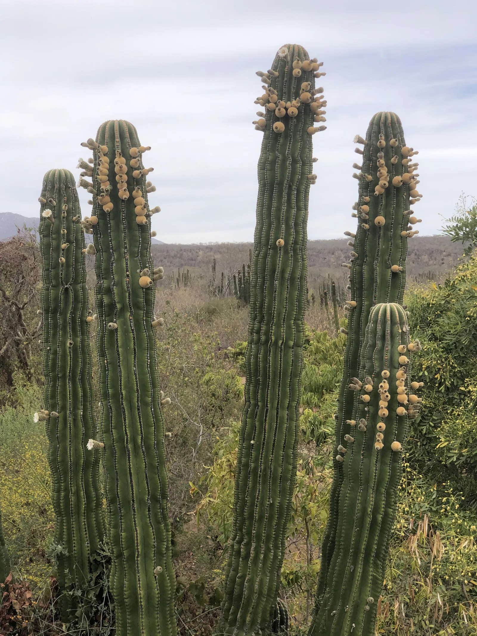 Rancho Agua Viva image 5