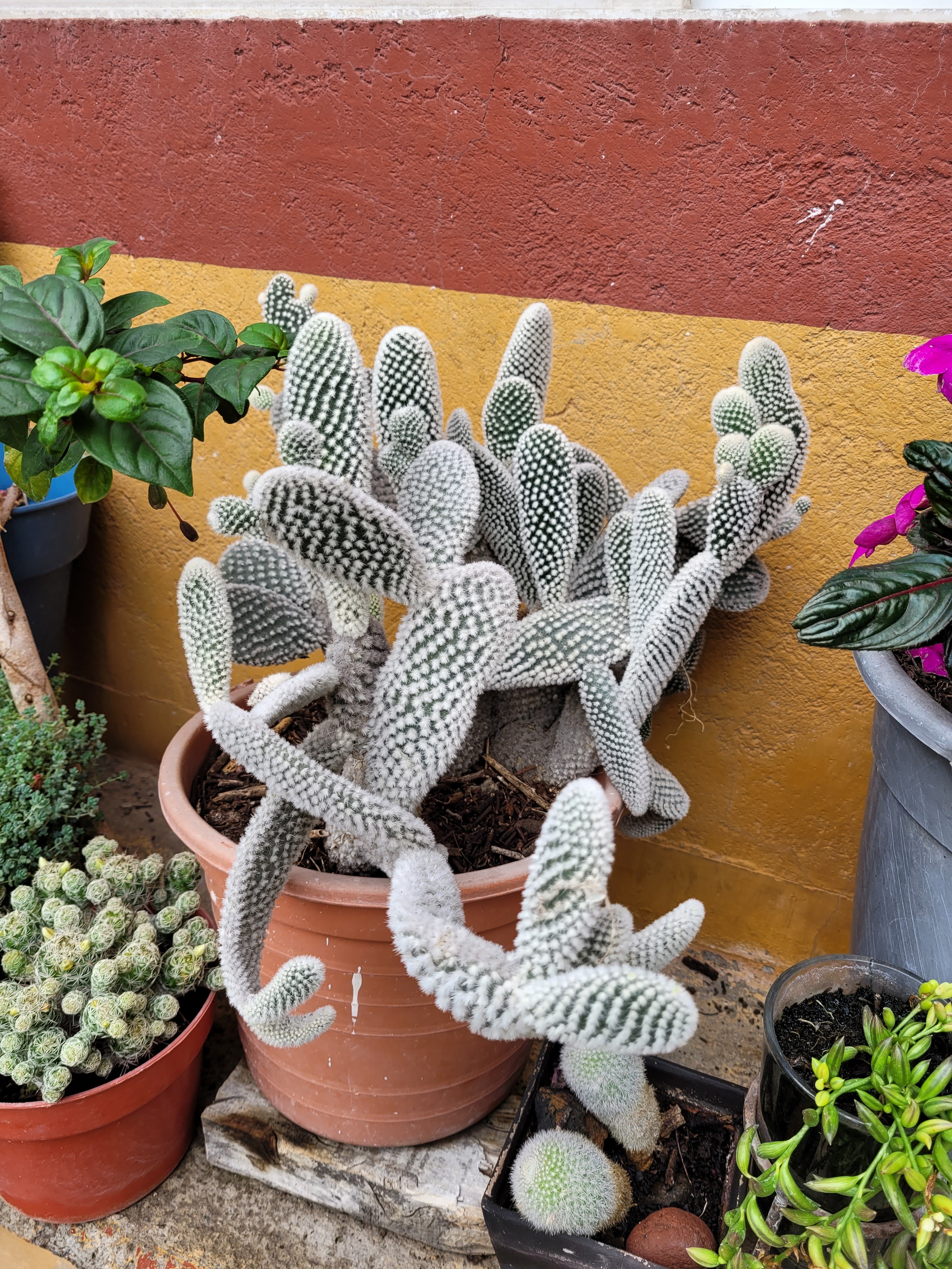 Gorditas kriz image 7