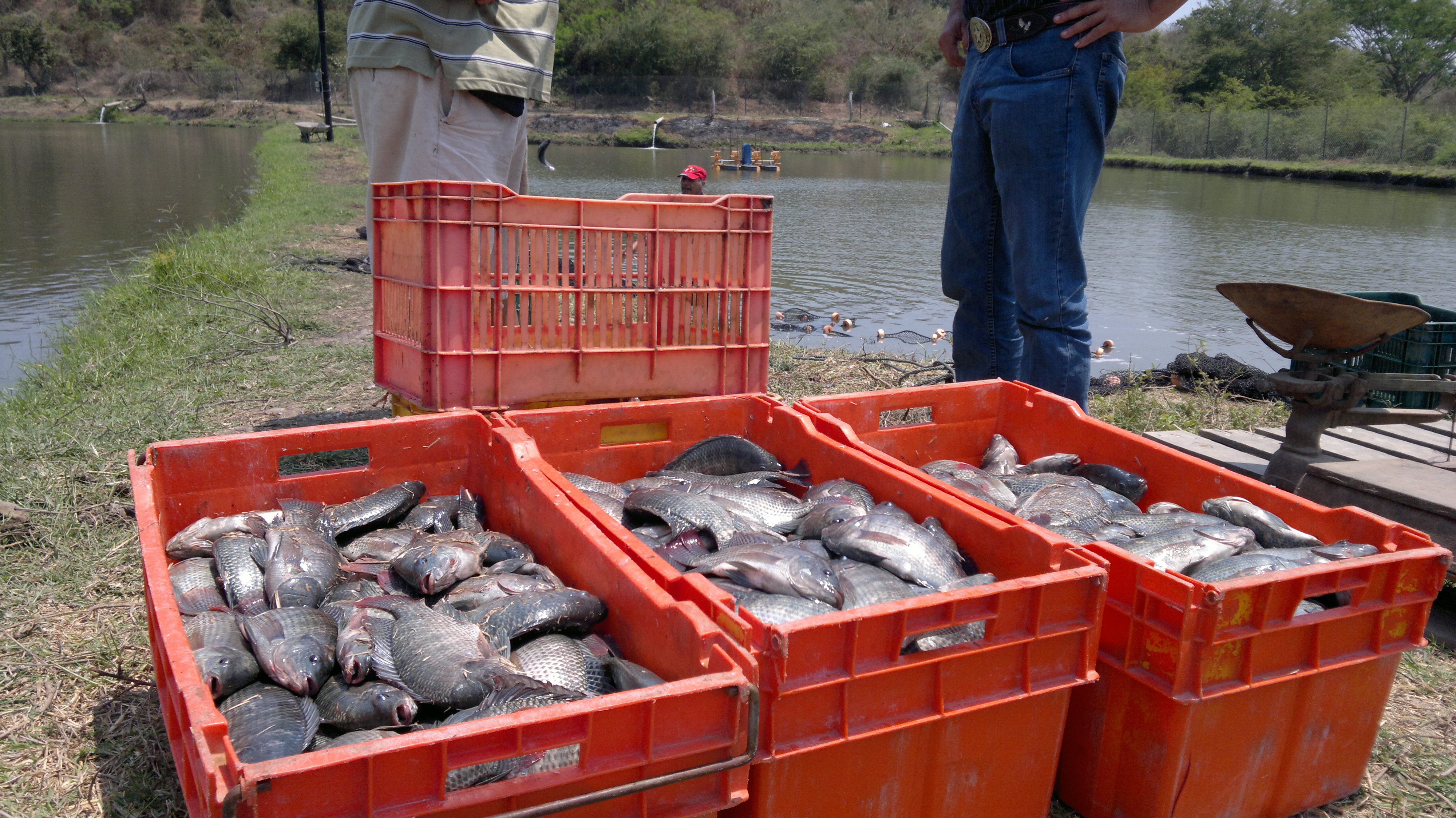 pescados y mariscos el farallon image 4