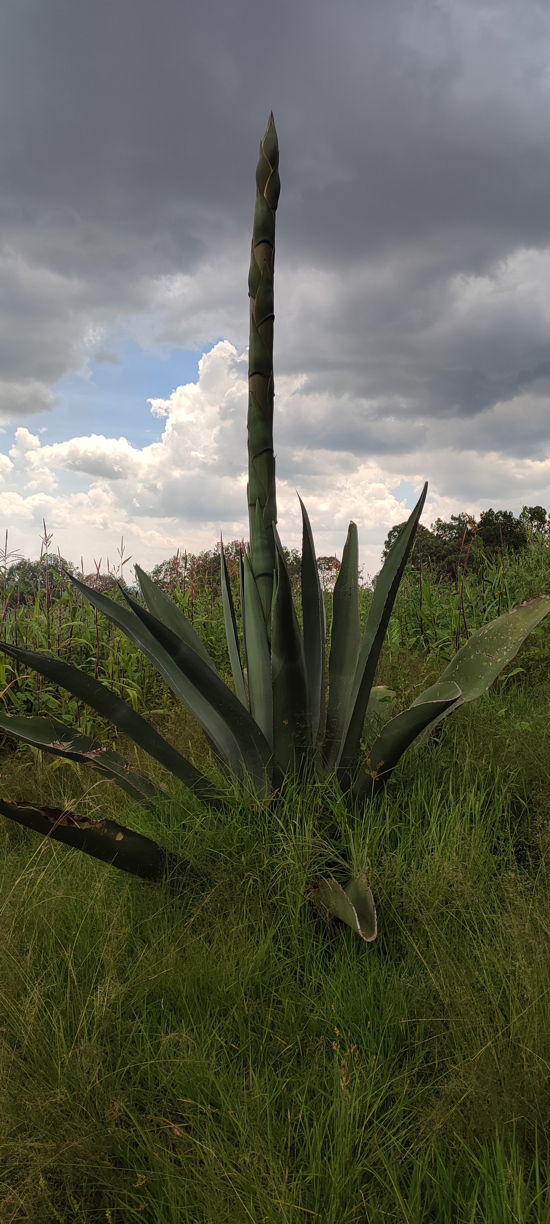 Restaurante Diosa del Maguey image 3