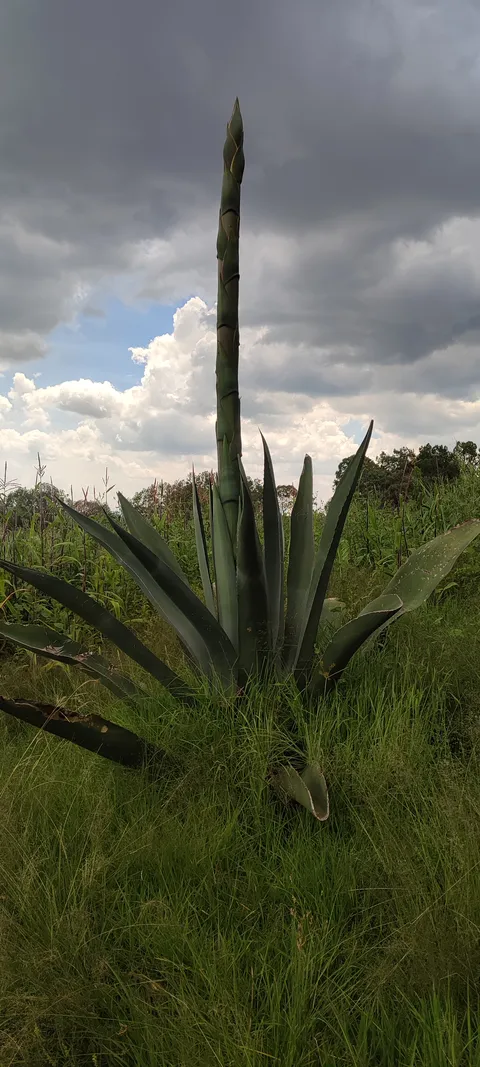 Restaurante Diosa del Maguey image 3