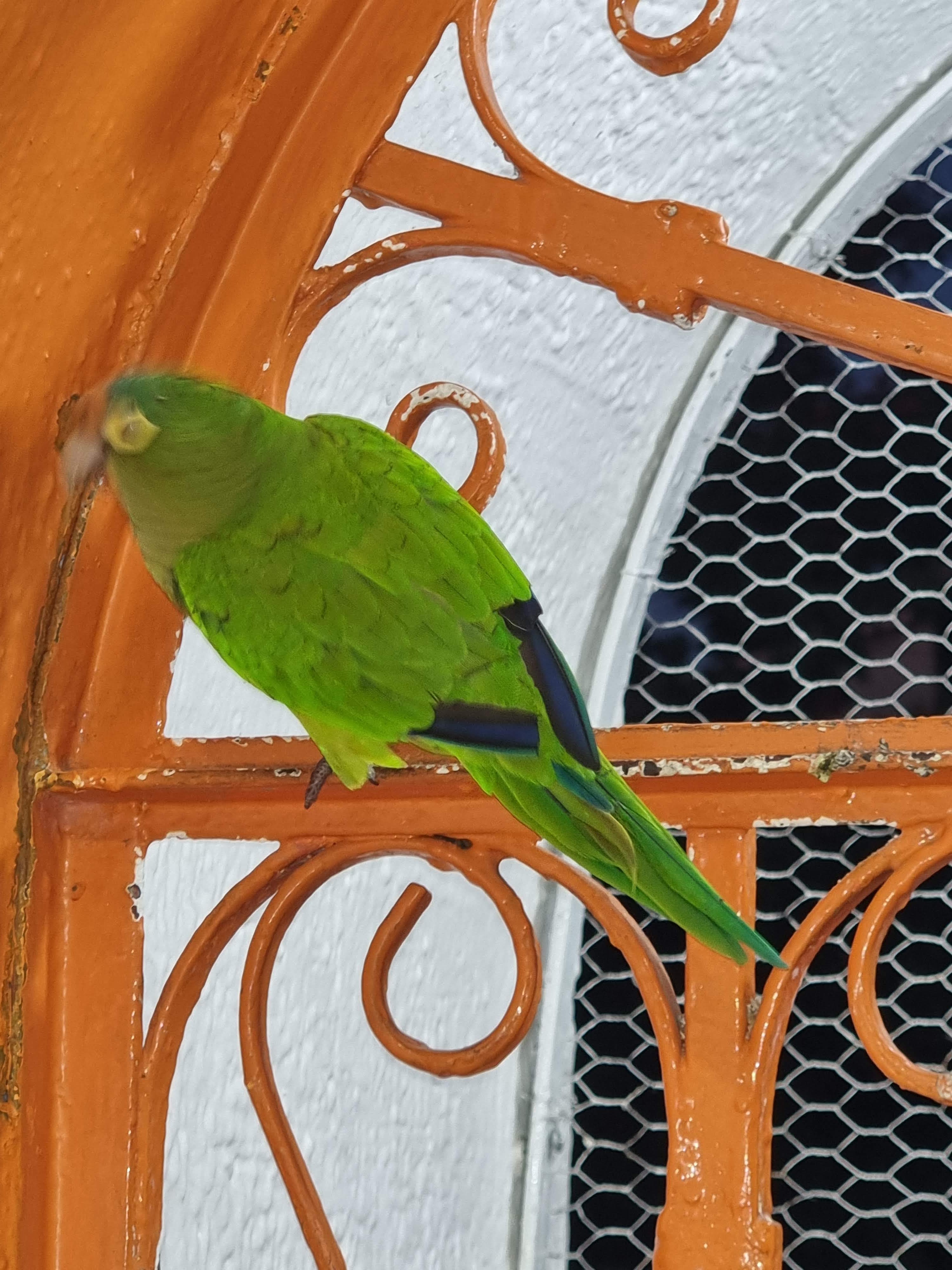 Pollo Imperial image 5