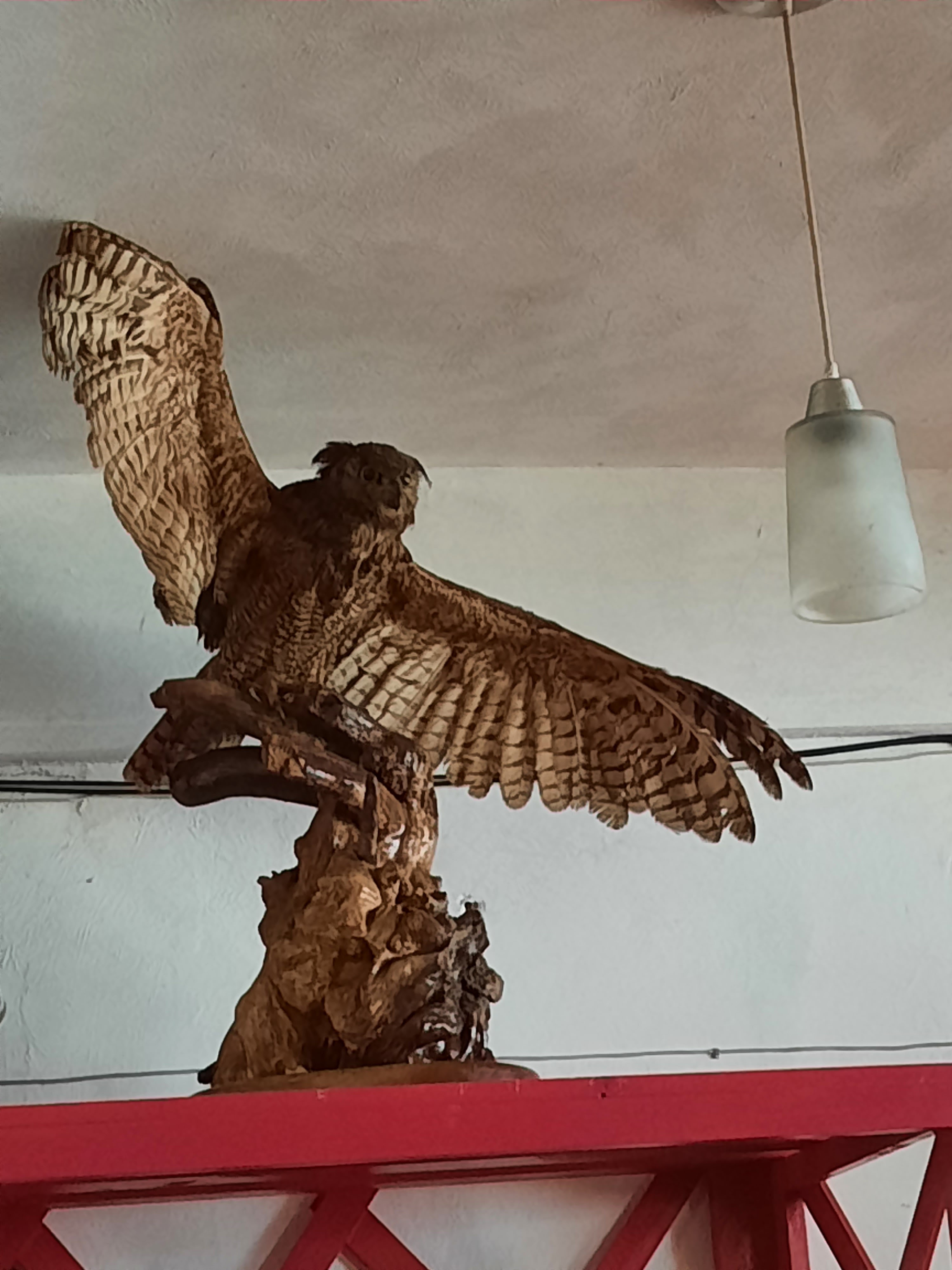 Rey De La Selva image 7