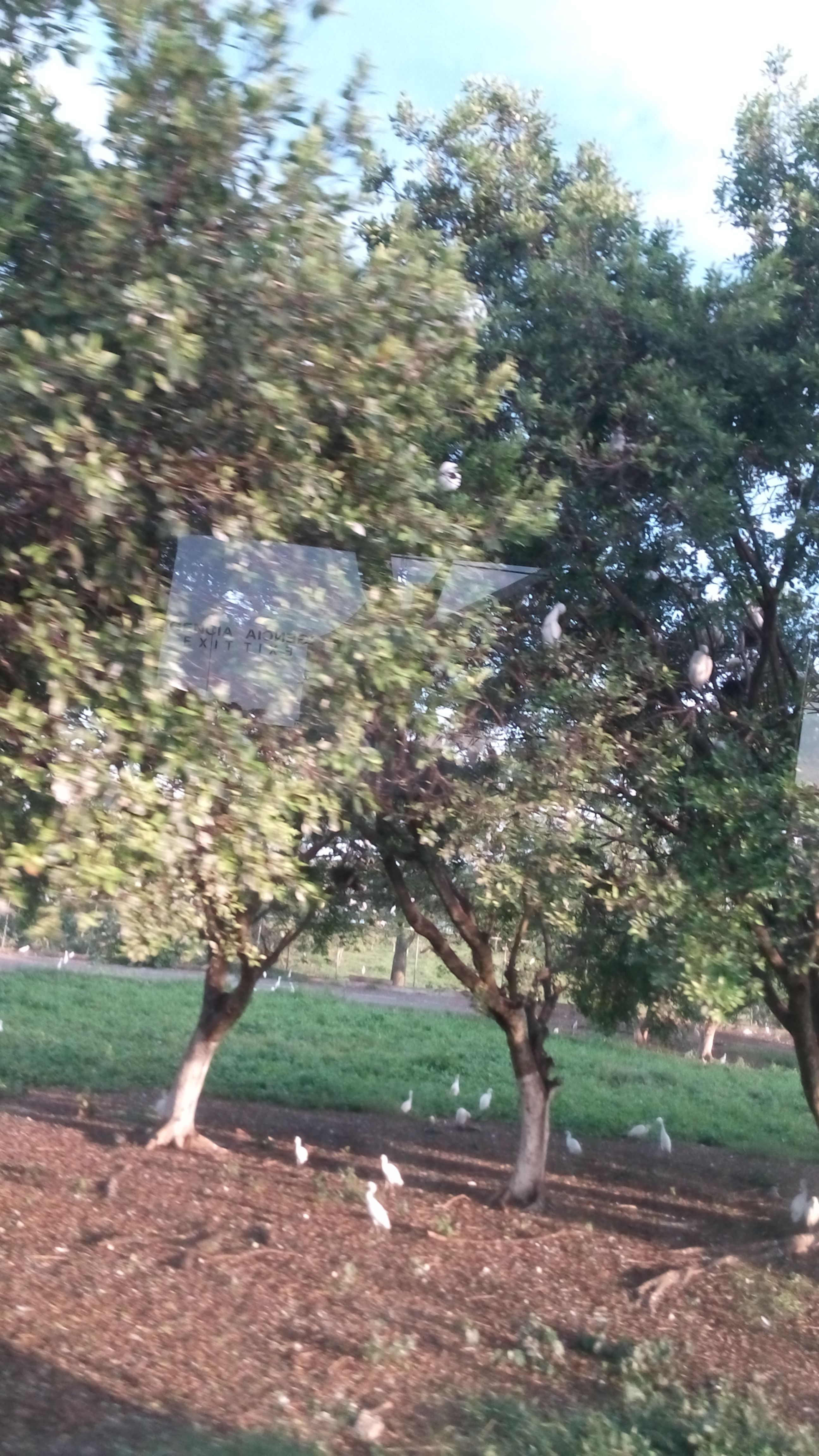 El Pollo Campero image 8