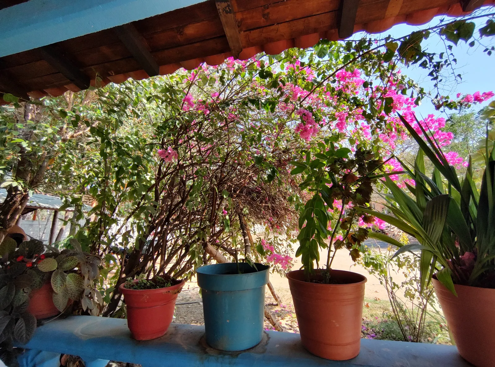 El Milagro image 5