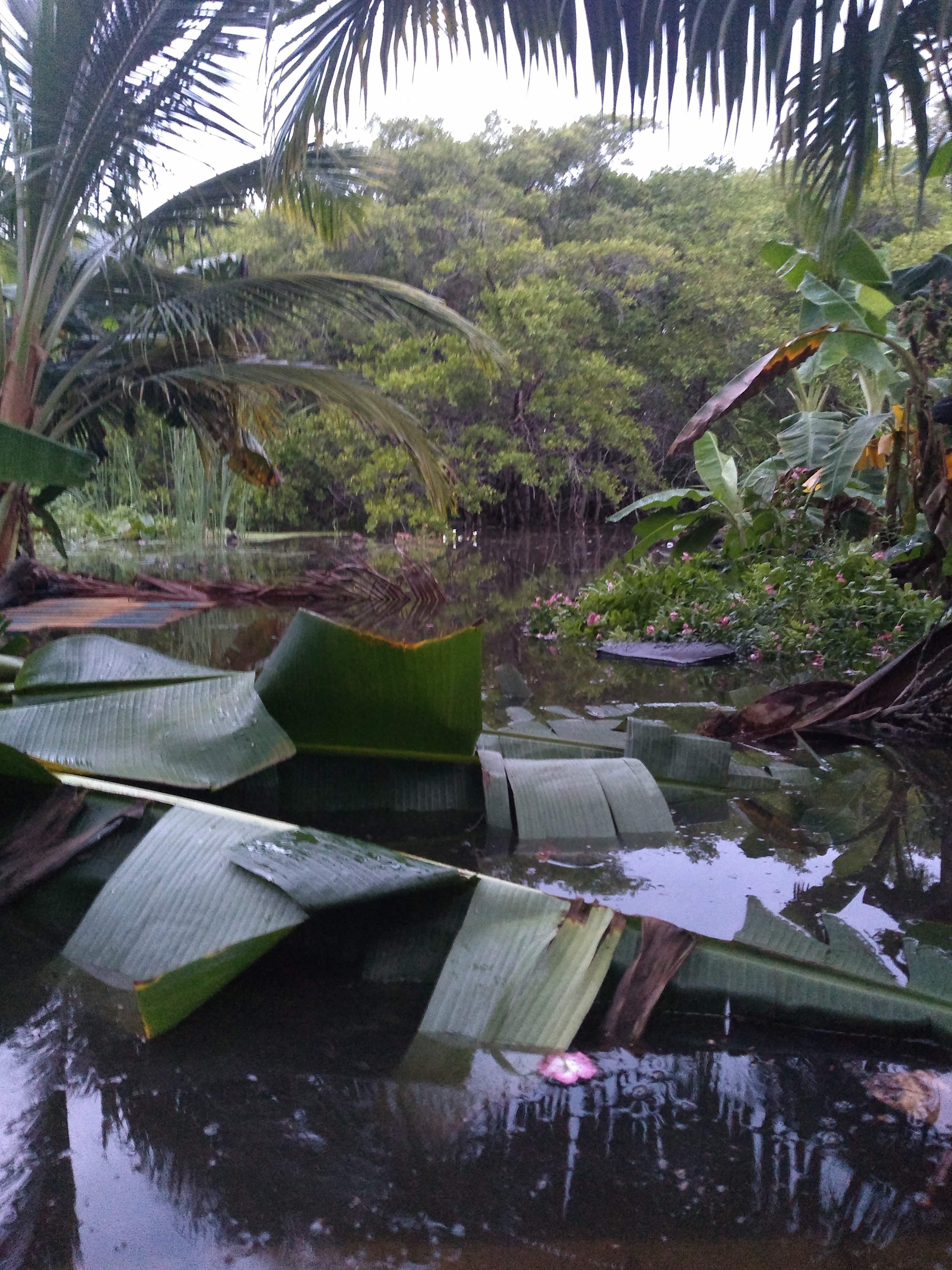 Restaurante los manglares image 10
