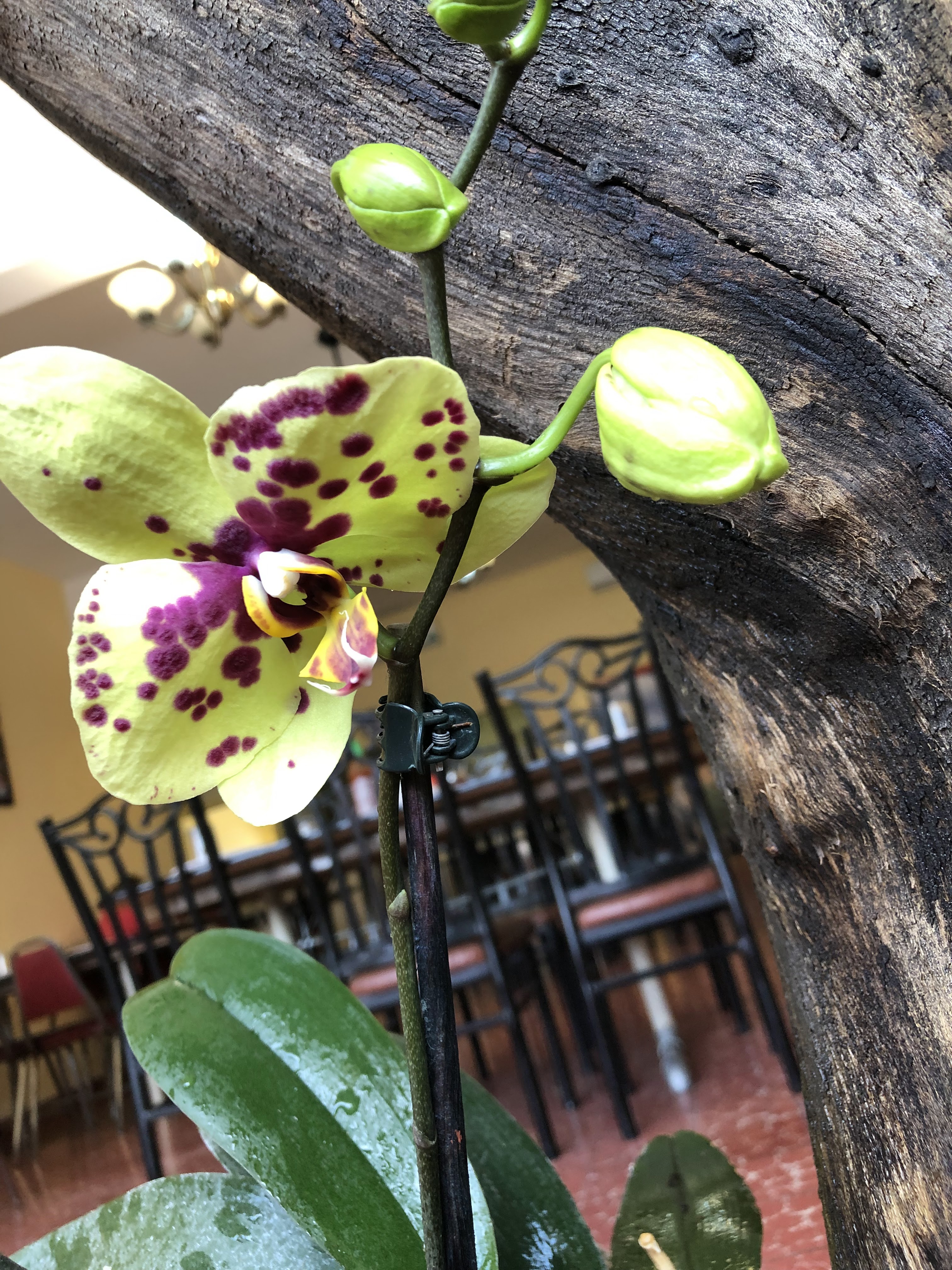 Restaurante Cin-Wah image 5