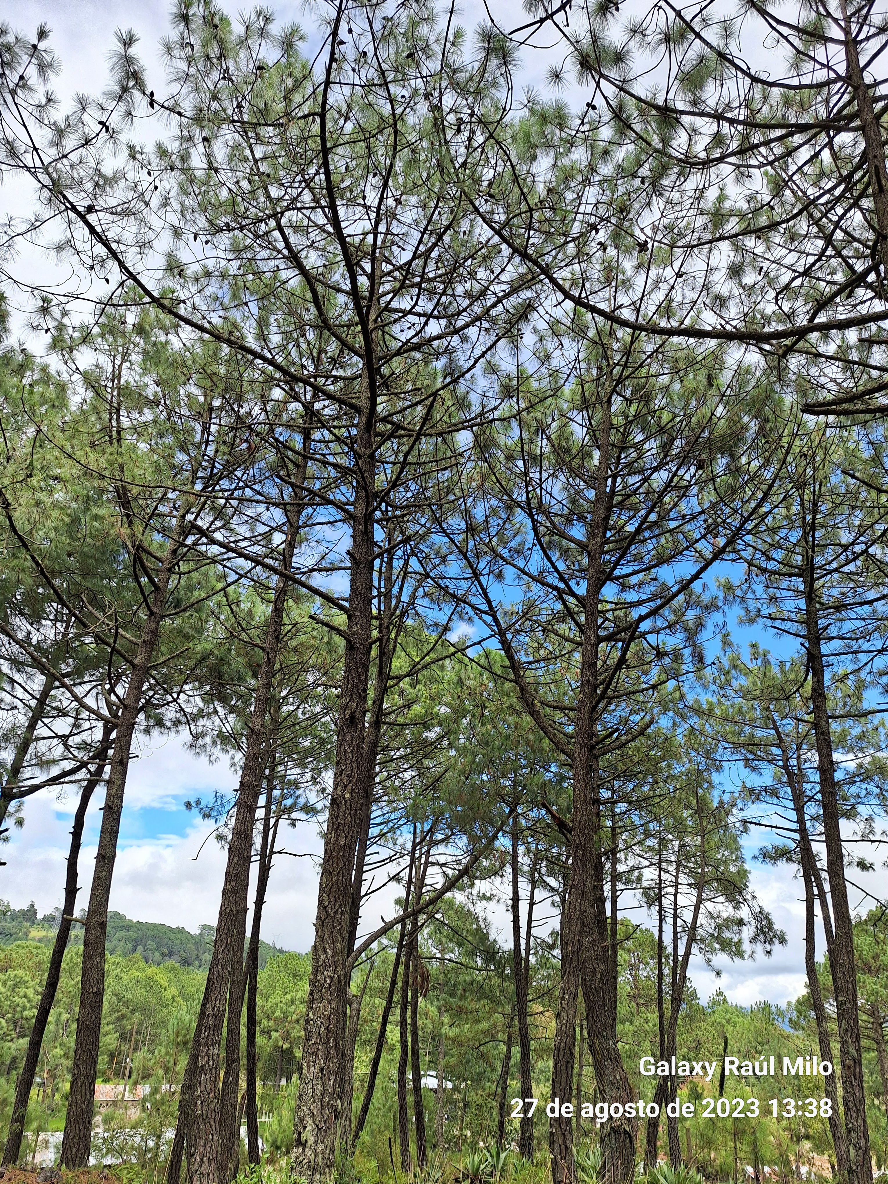 Cocina Economica Lucy image 2