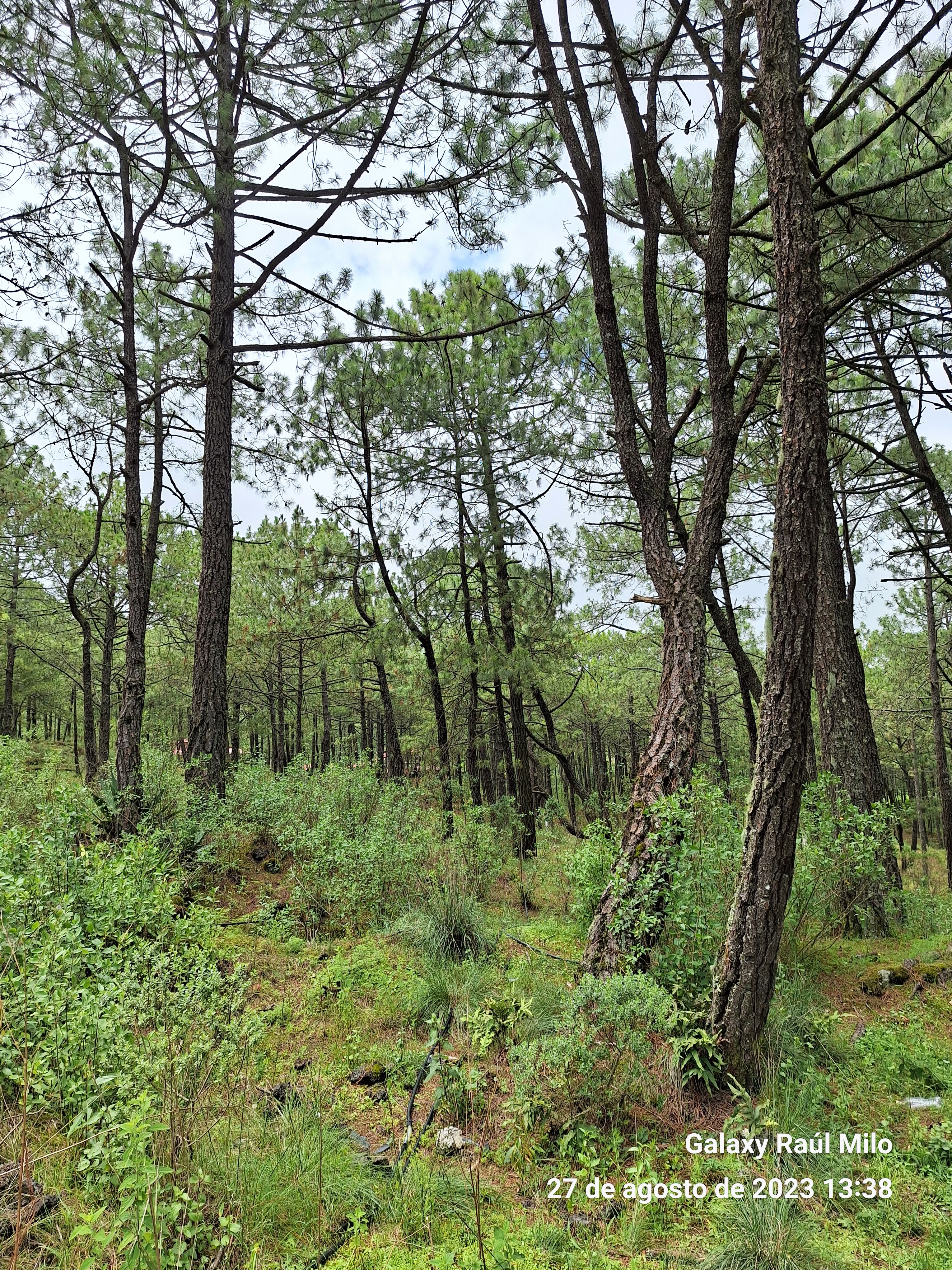 Cocina Economica Lucy image 10