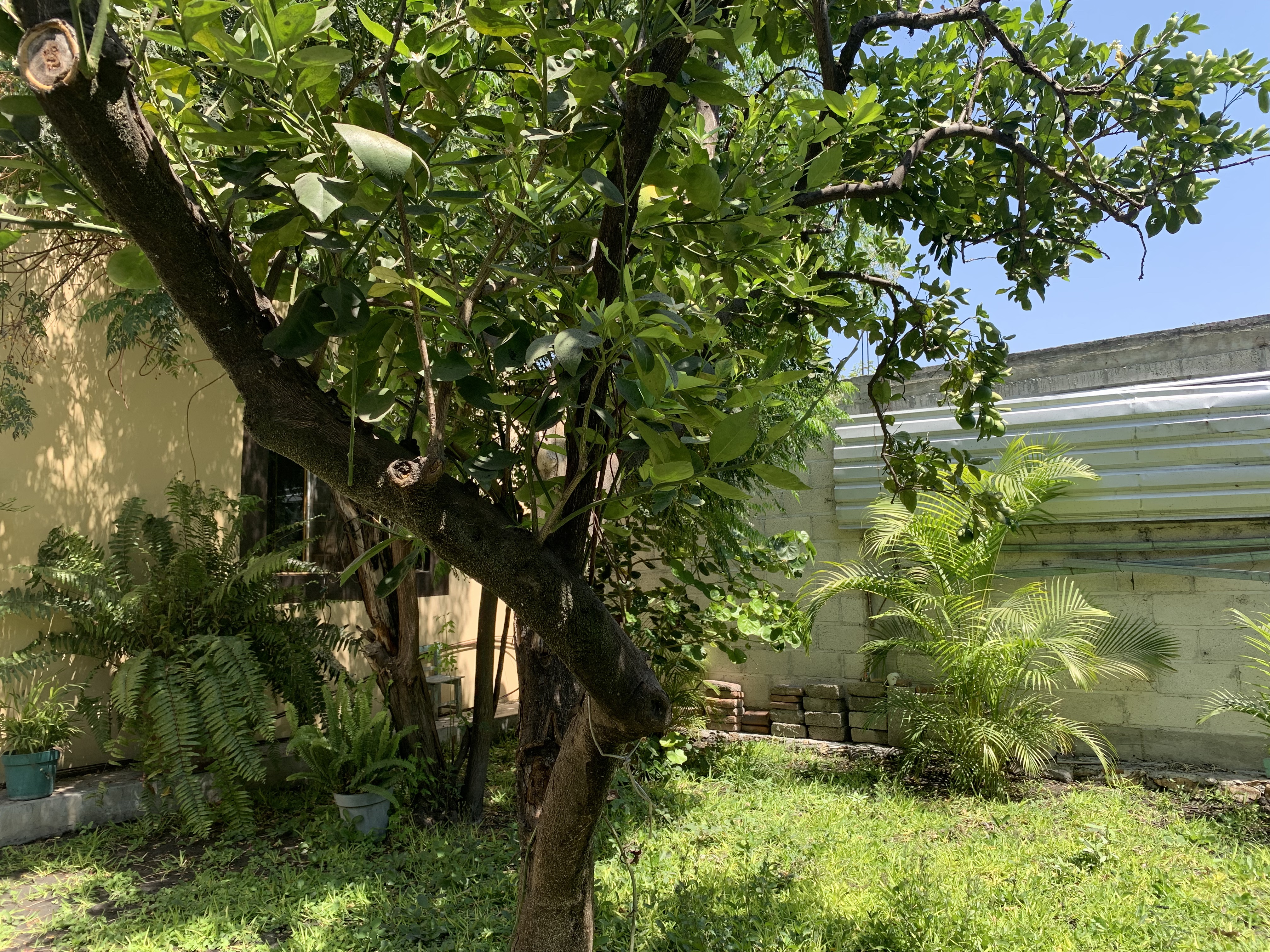 Pizzeria de la casa image 3