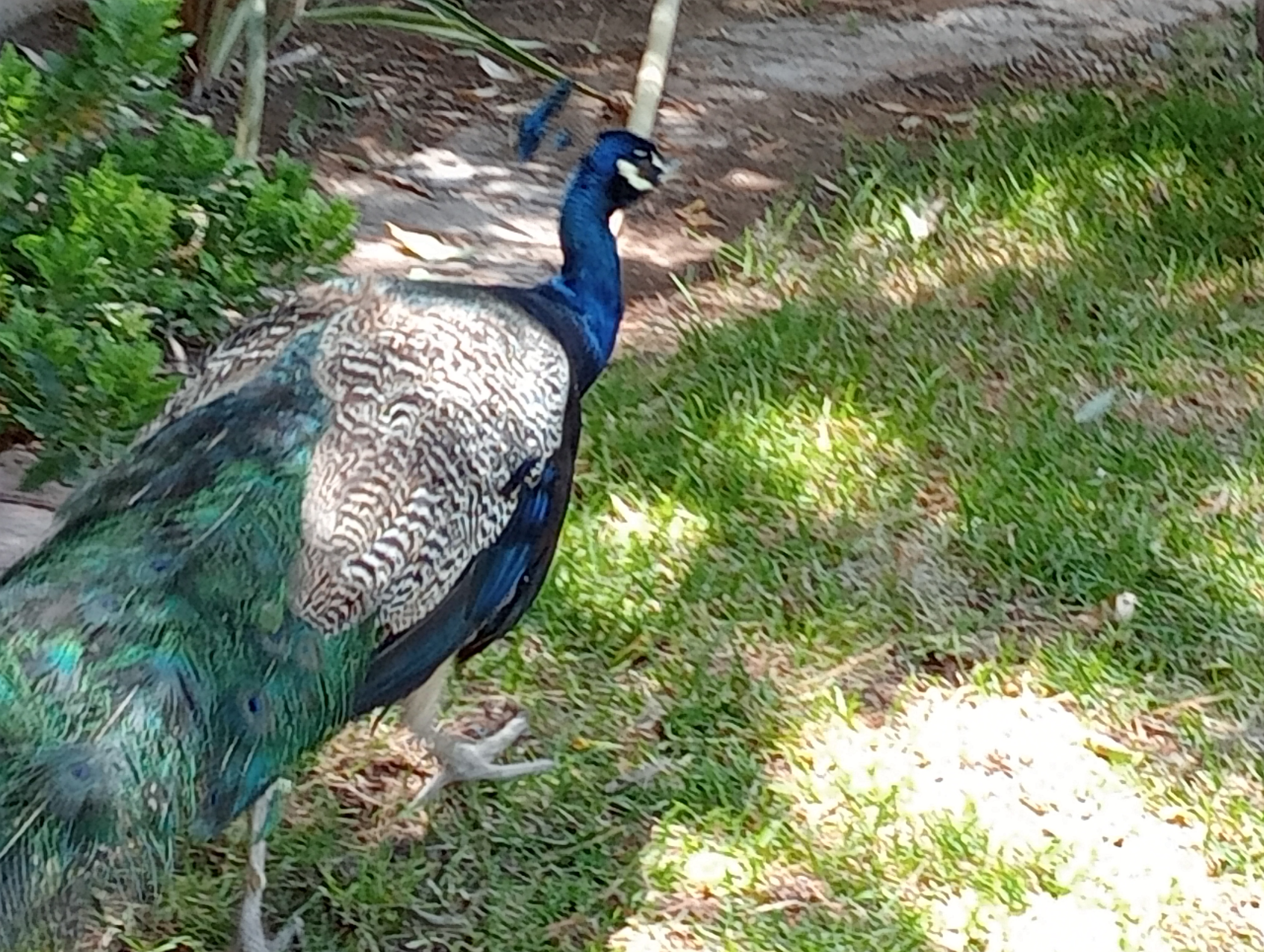 Rancho Santa Fe image 4