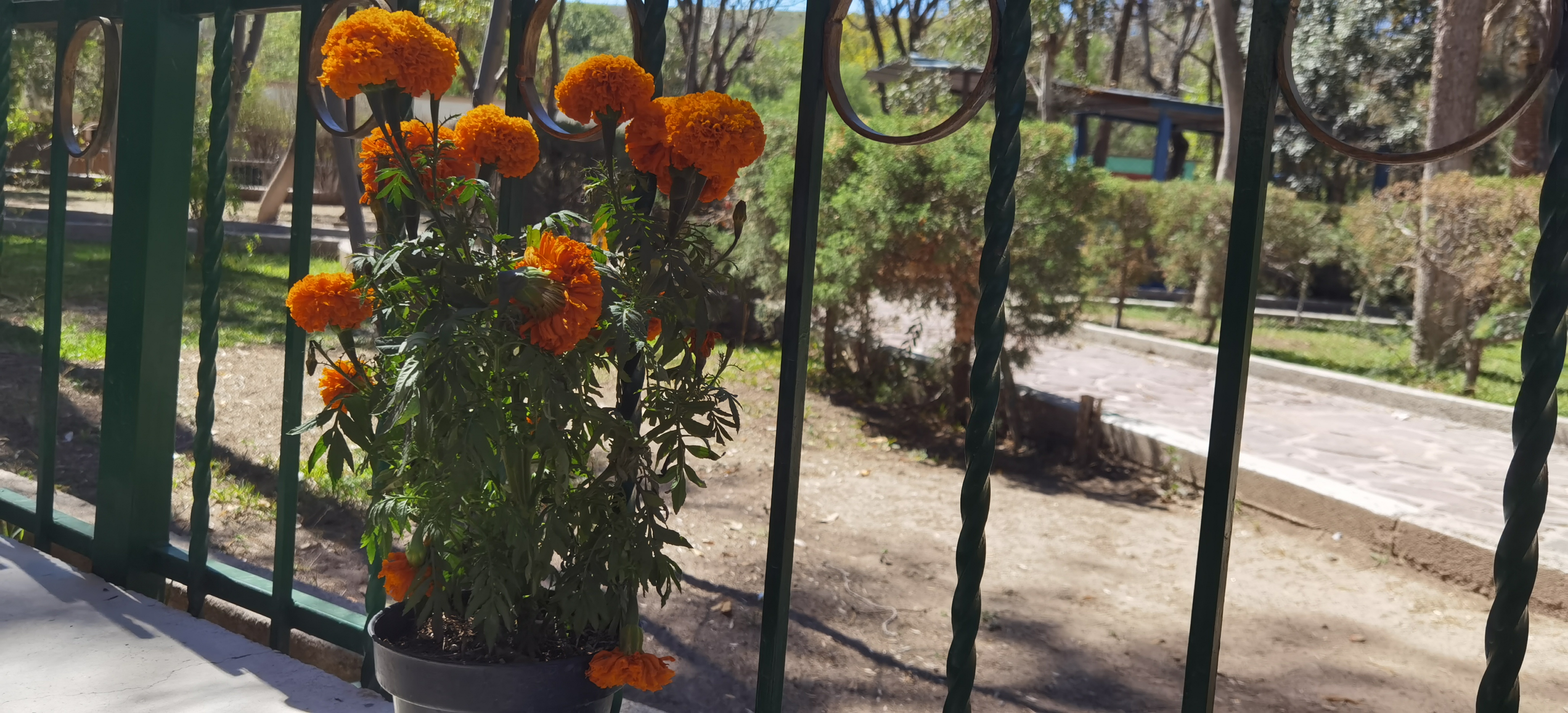 La Nueva Rosita image 9