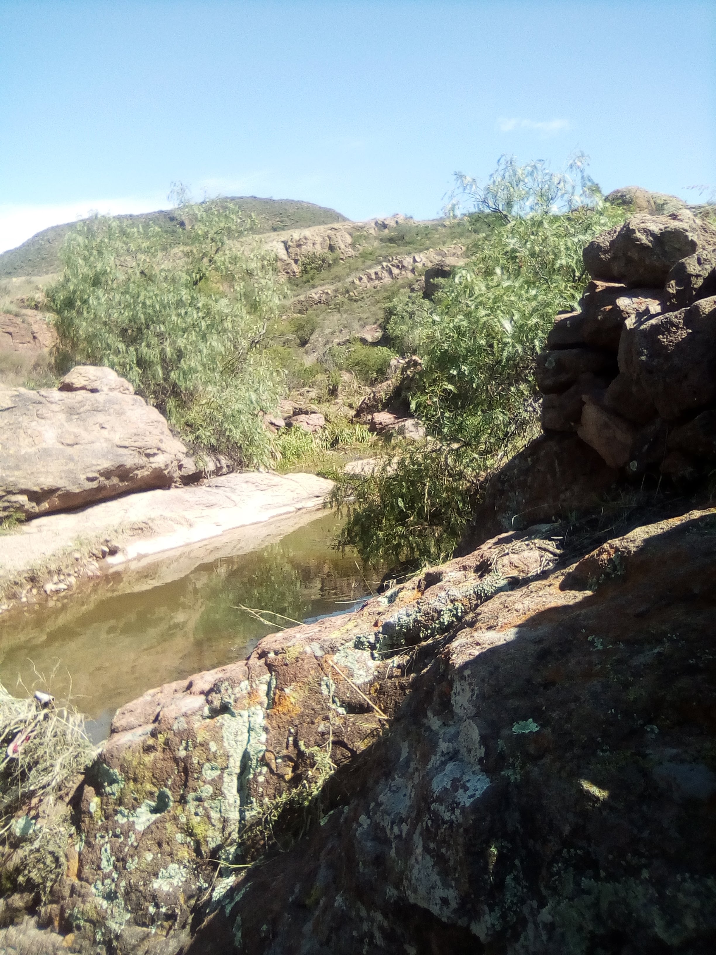 Huisache Ojocaliente Slp image 4