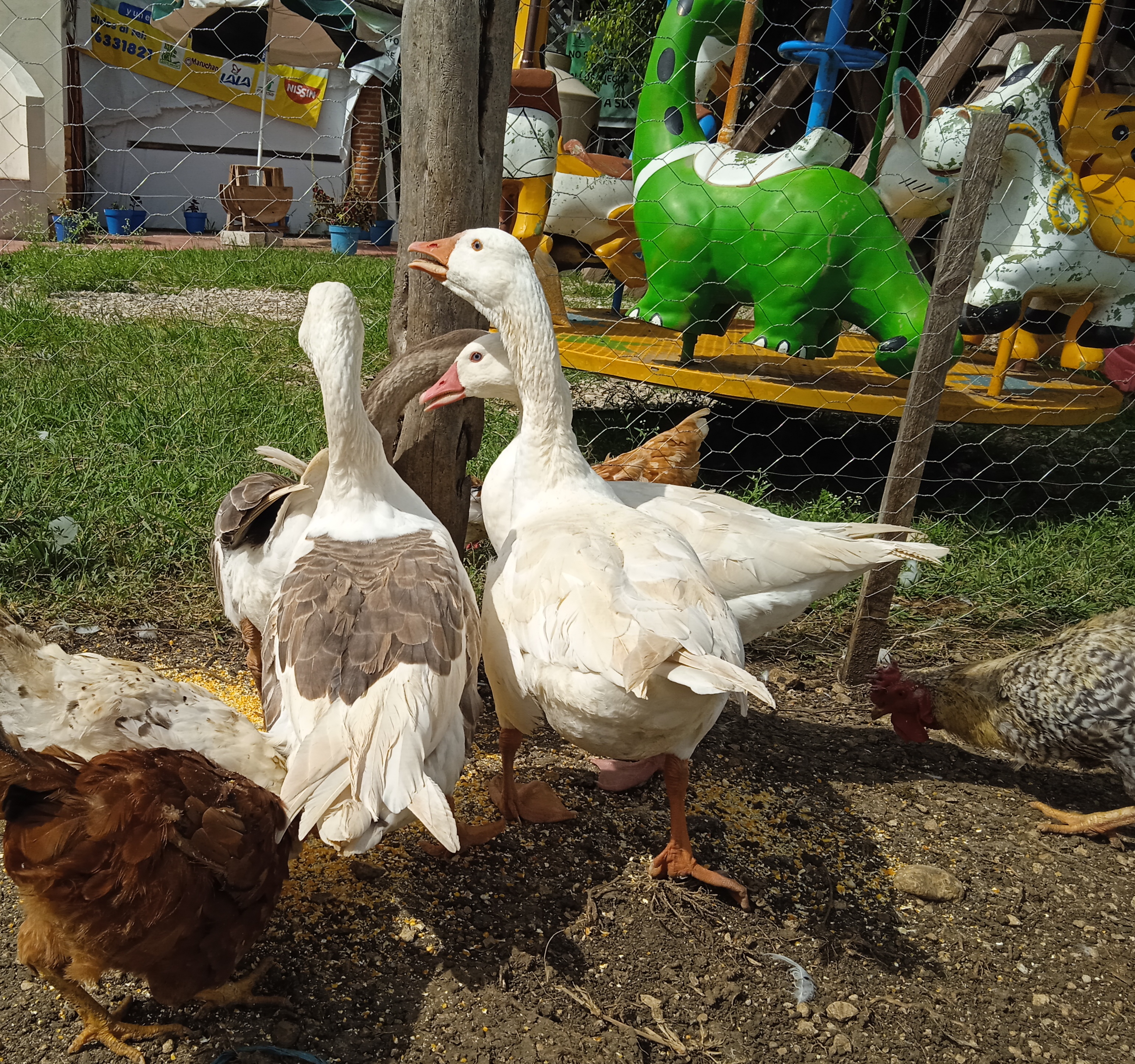 Restaura Villa Savinos Olivo Romero Cocina Dé, Autor Gourmet image 4