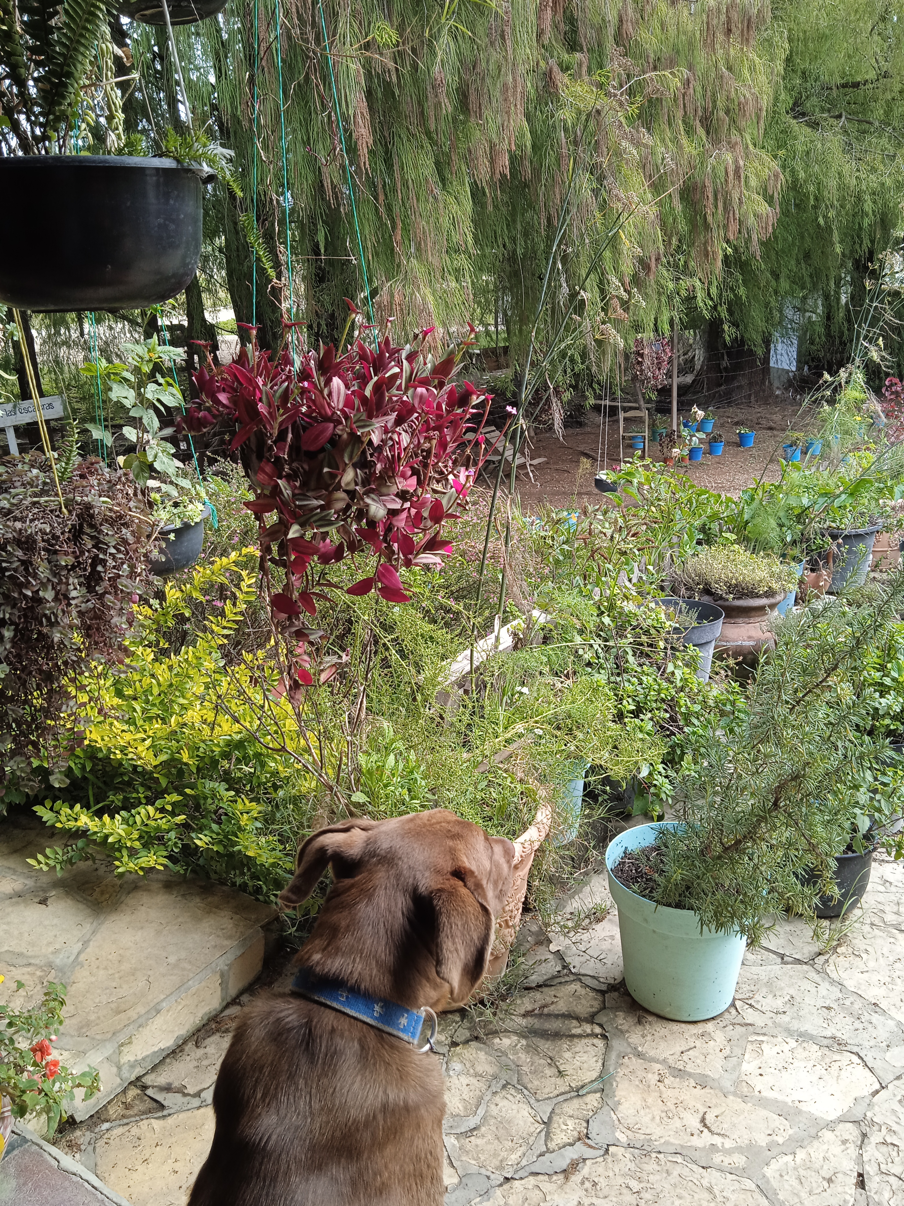 Restaura Villa Savinos Olivo Romero Cocina Dé, Autor Gourmet image 9