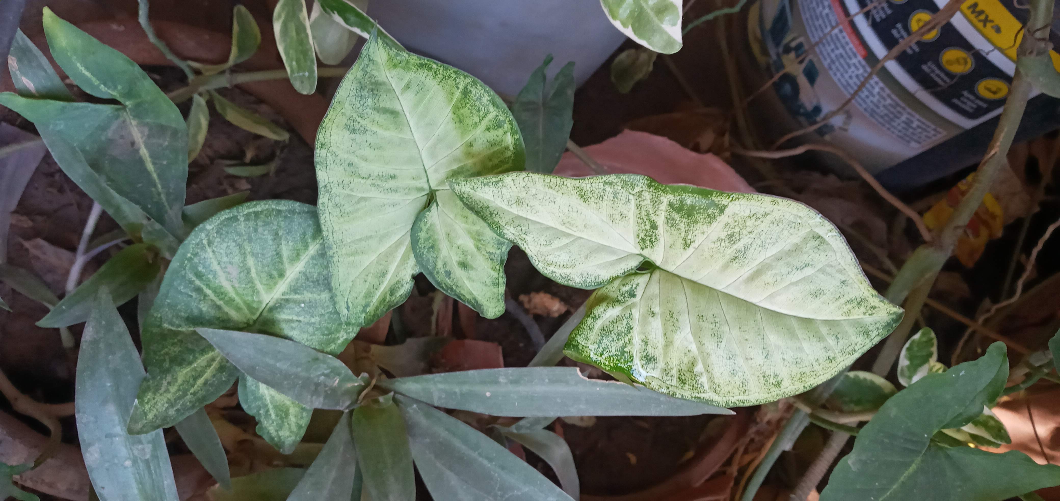 Taquería Los Borregos - El Potrero image 2